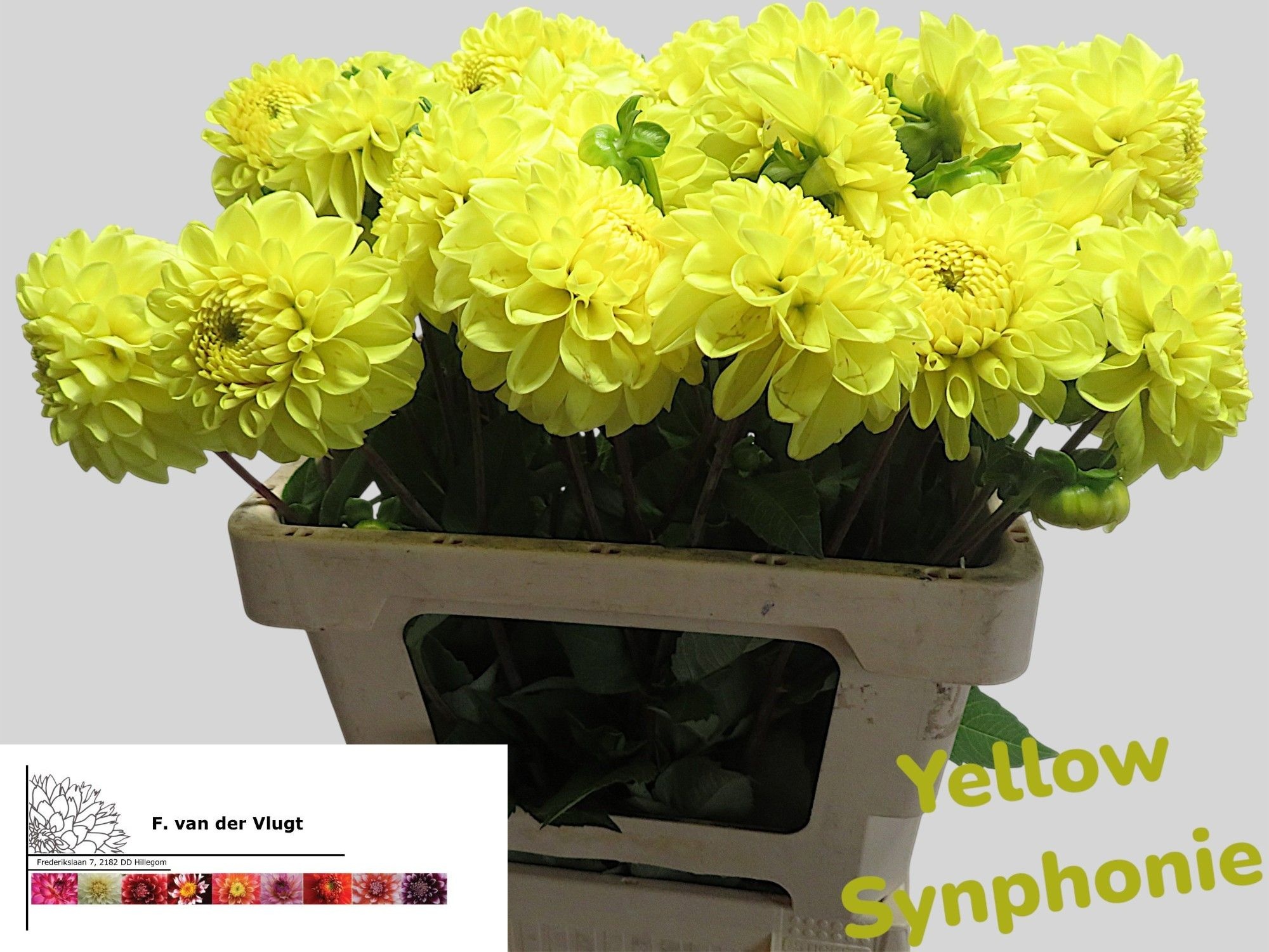 Dahlia 50cm
