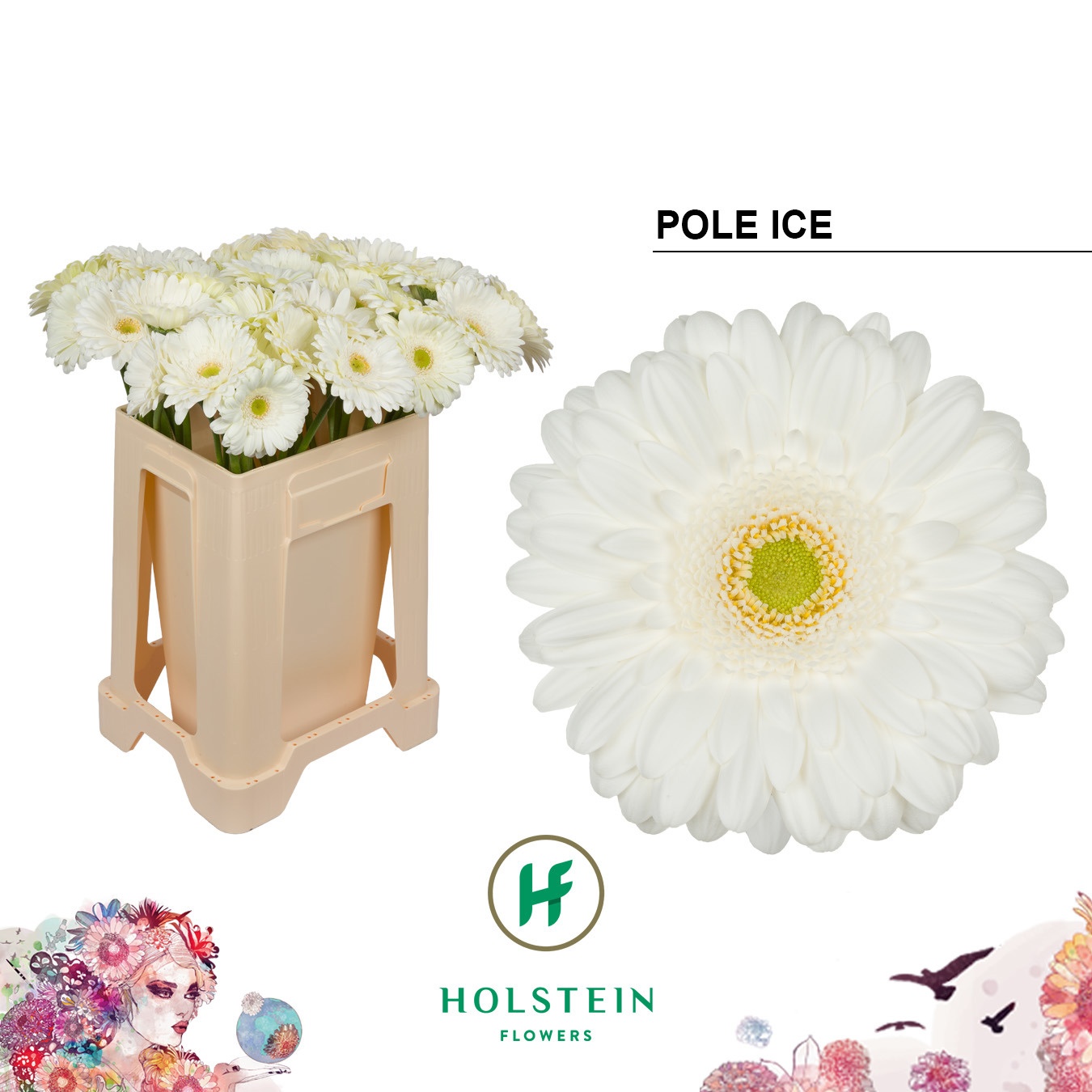 Ge Gr Pole Ice