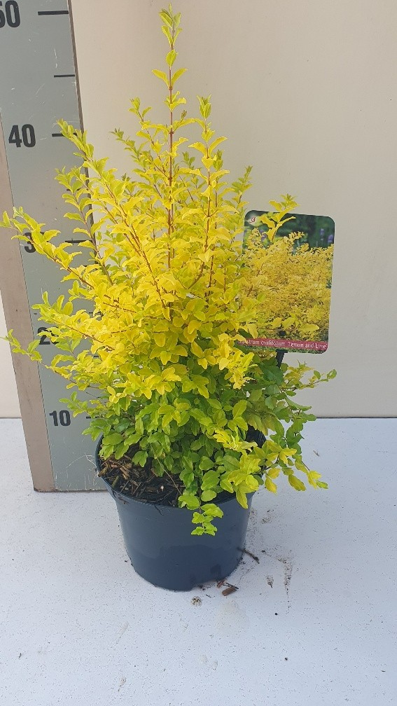 Picture of Ligustrum oval. Lemon and Lime P17 (2 Ltr)