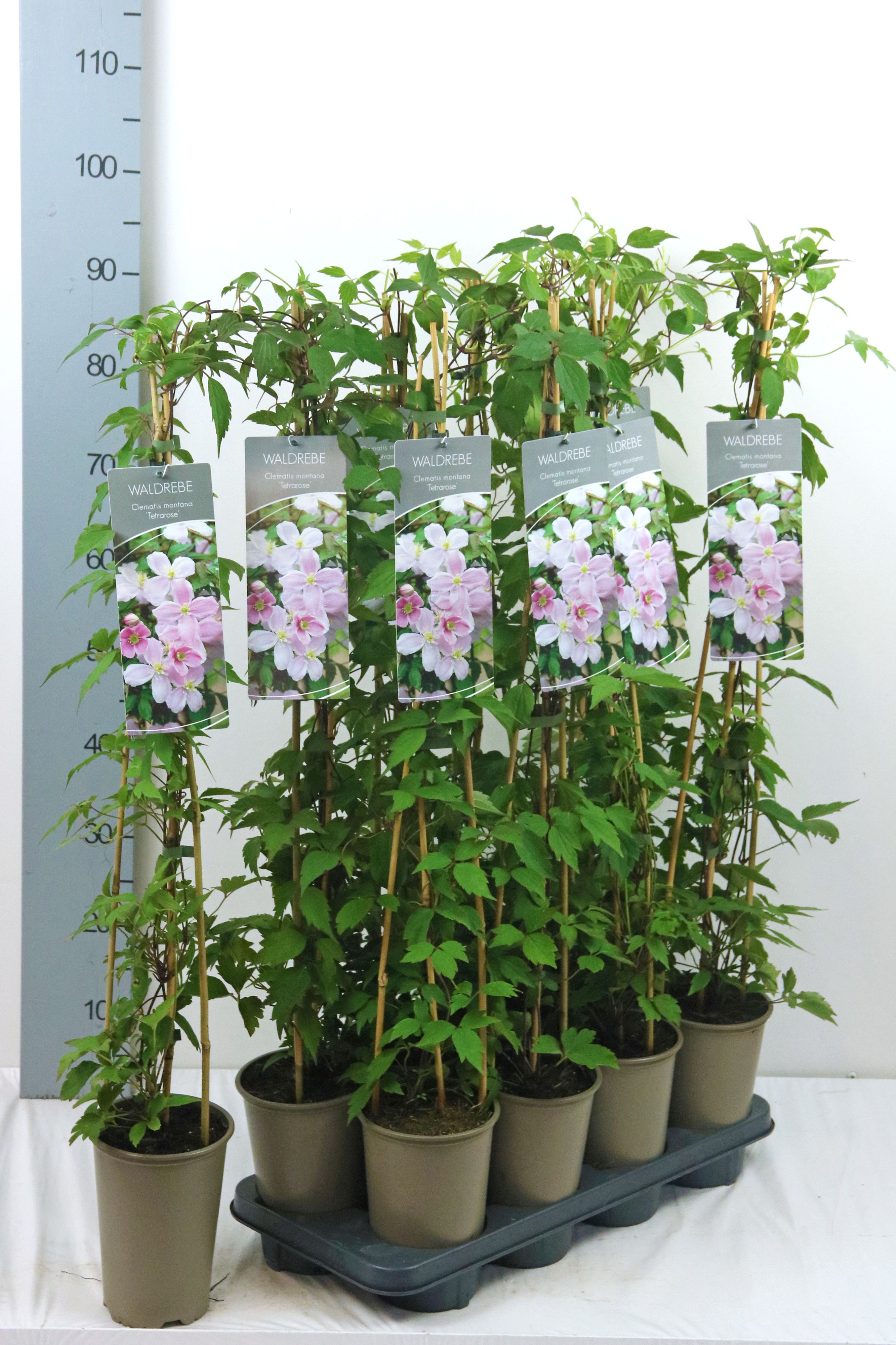 Clematis 'Tetrarose'