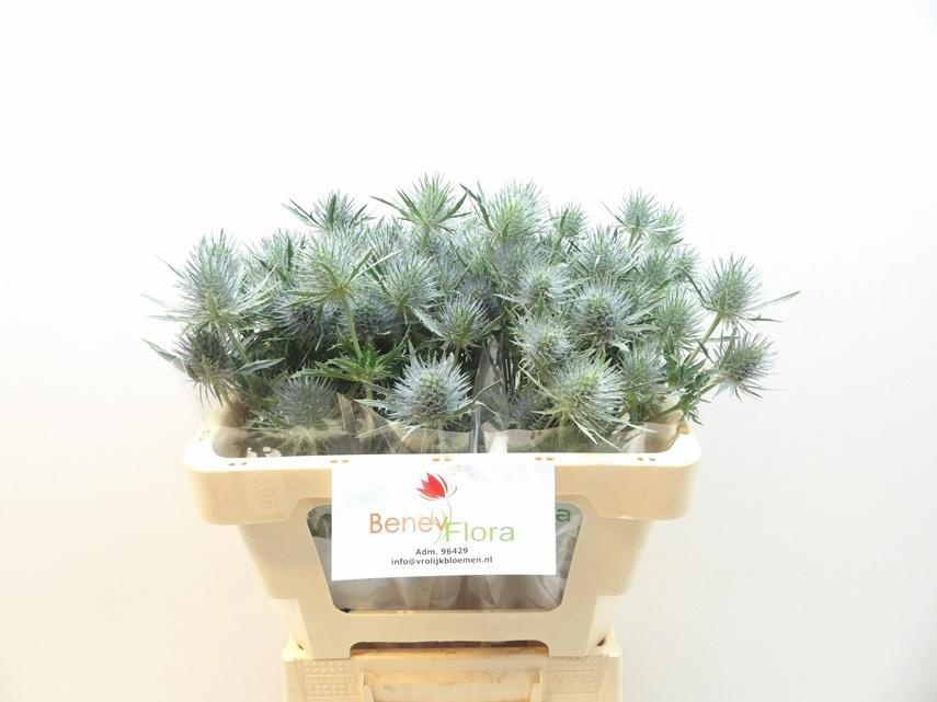 Eryngium Anita 50cm