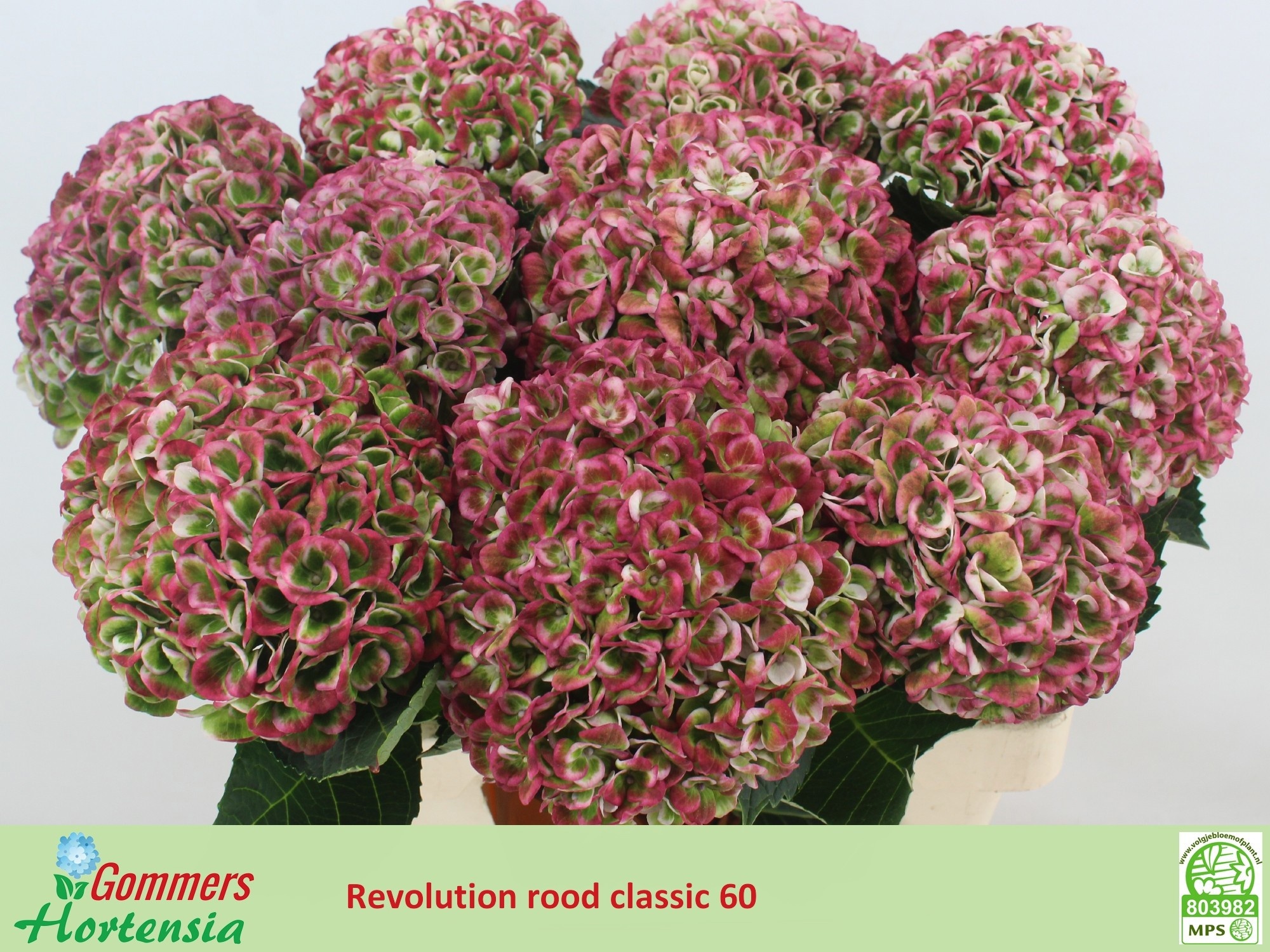 Hydrangea Revolution Pink/green 60cm 17Ø