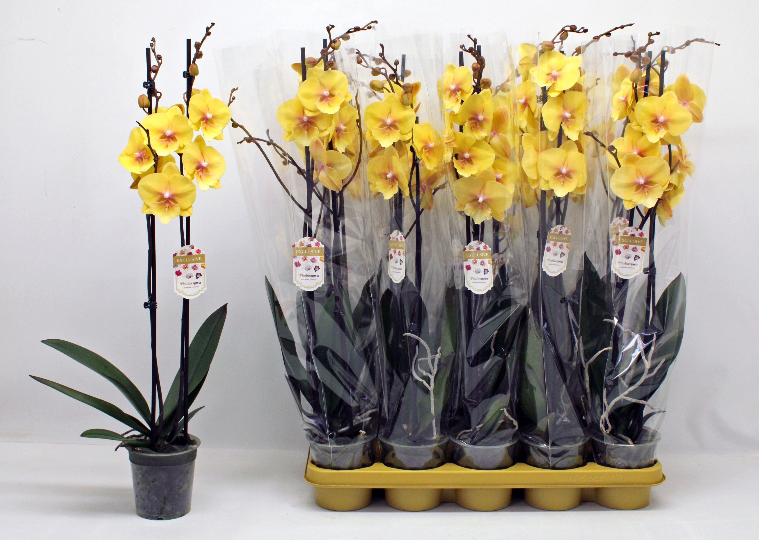 Phal Ov Geel 12Ø 65cm