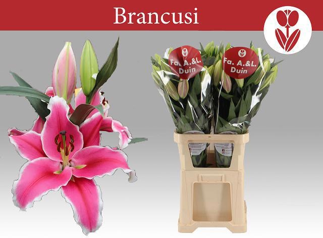 Li Ot Brancusi