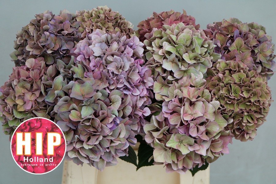 Hydrangea Rodeo Classic Pink 40cm 12Ø
