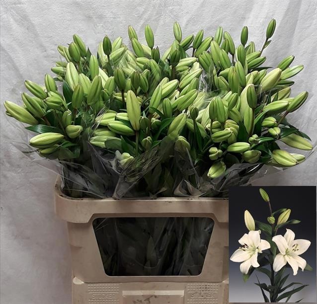 Lilium La Litouwen 80cm 2/4bl
