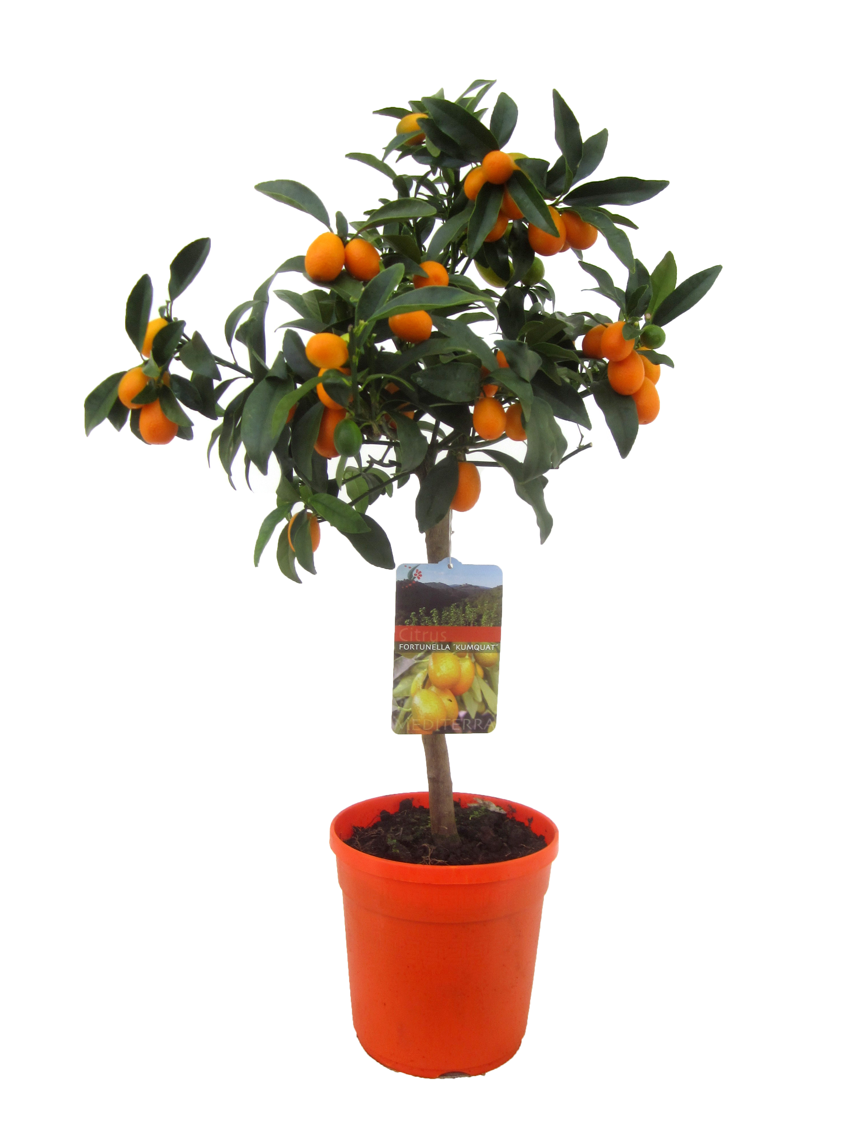 Picture of Citrus kumquat P21 (4 Ltr) STD/20 FRUIT (LOOSE)