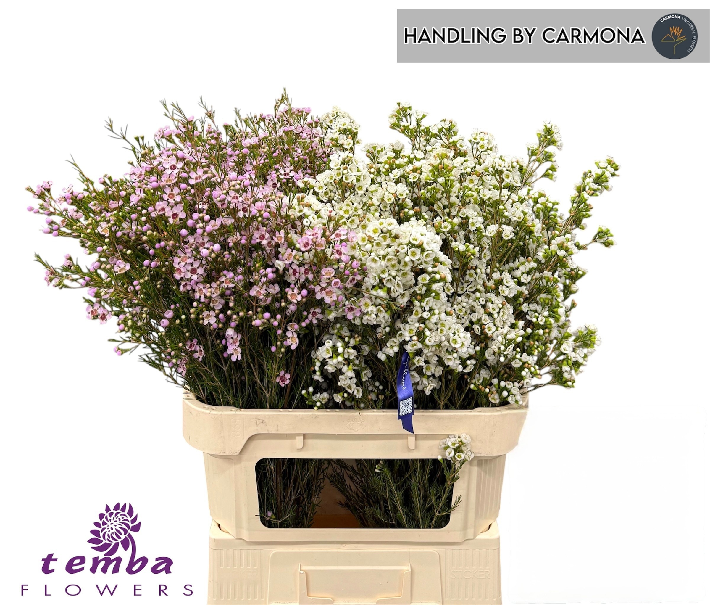 Chamelaucium Mixed In Bucket 80cm 60gram