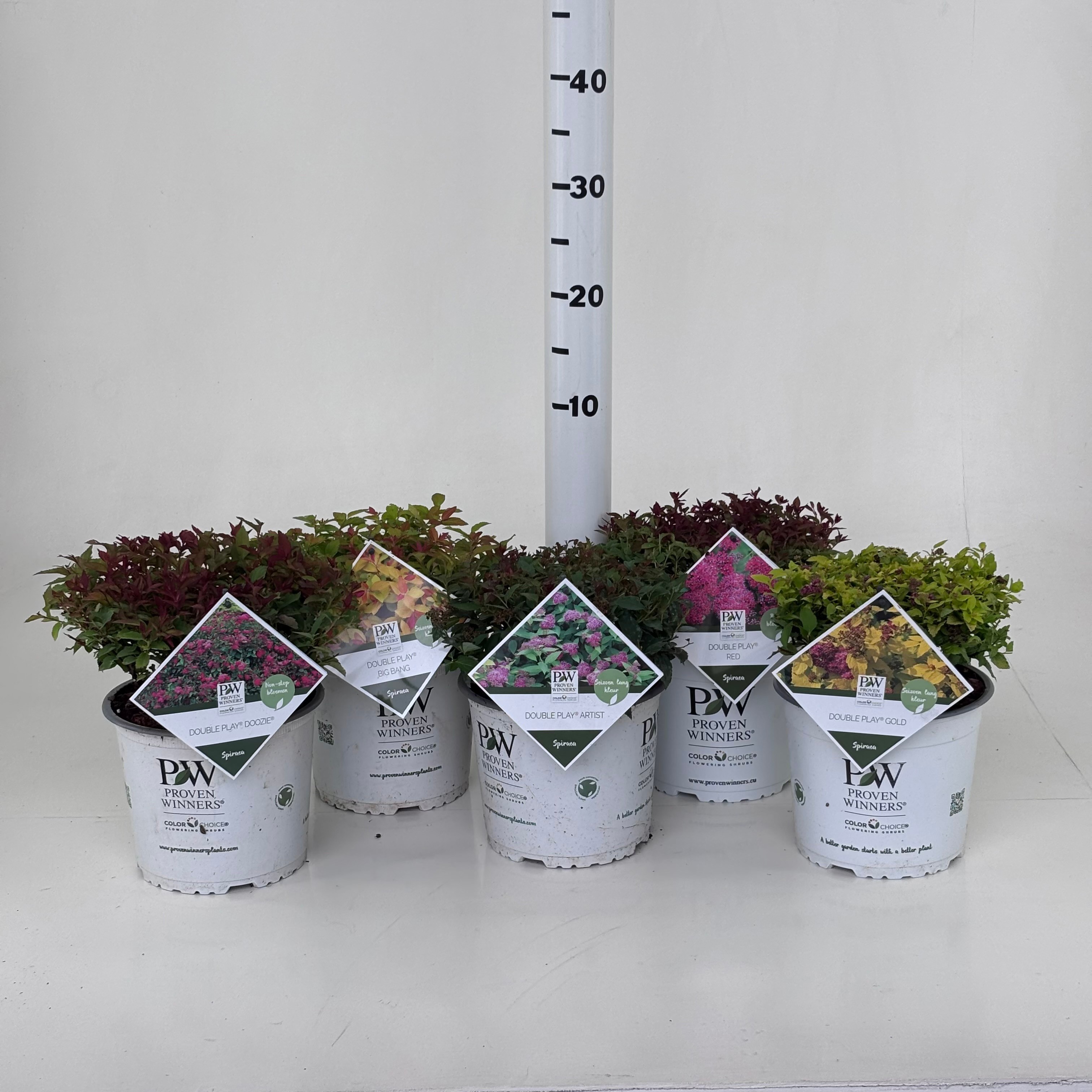 Spiraea Double Play ® mix