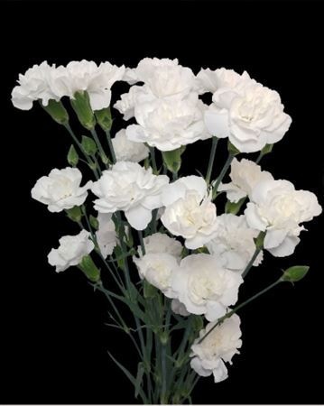 Dianthus Spr White Carmit 60cm