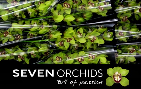 Cymbidium Kermit 8/11bl