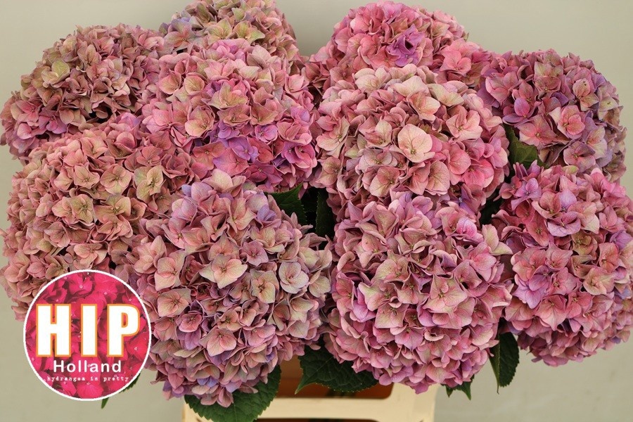 Hydrangea Rodeo Classic Pink 60cm 18Ø