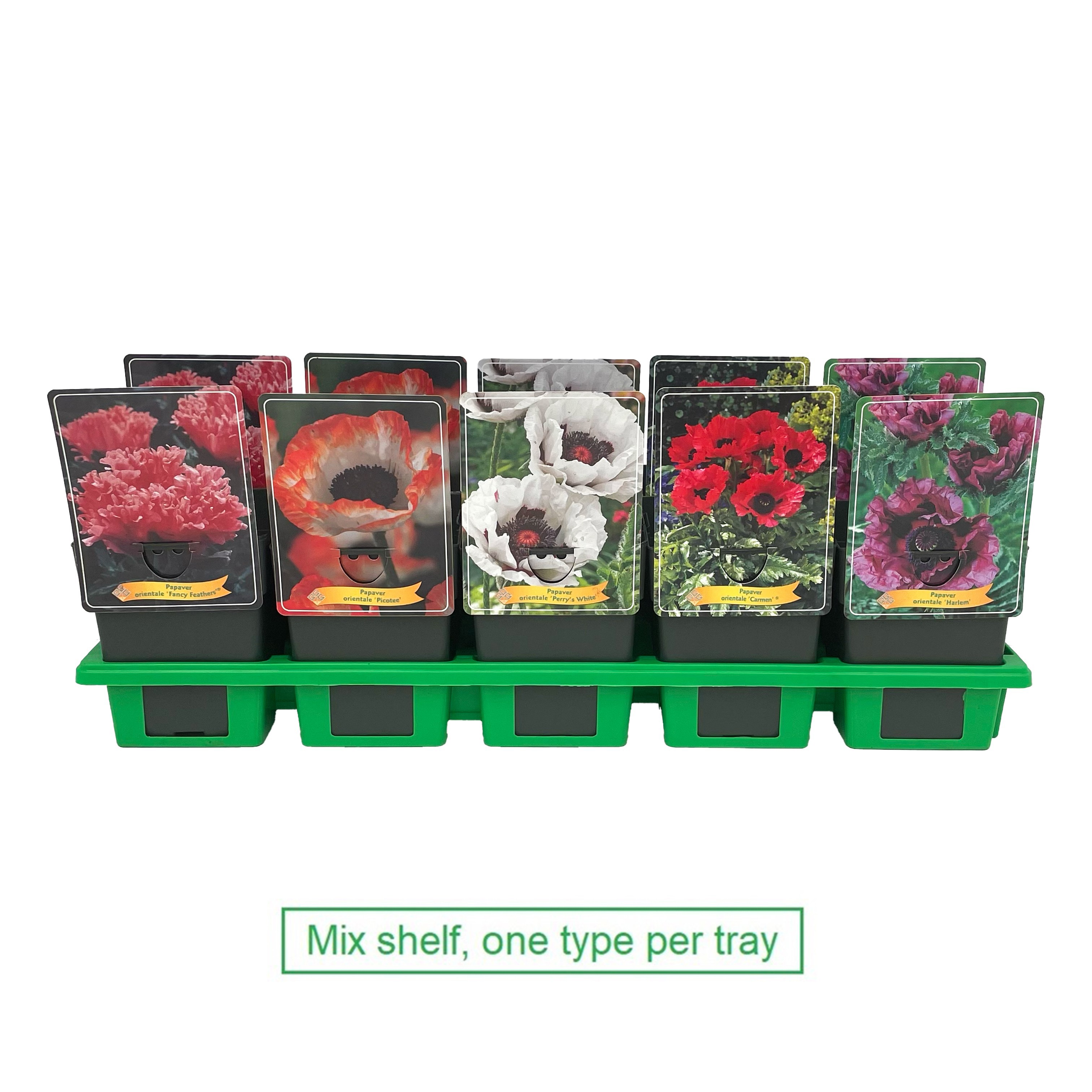 Picture of Papaver mix 6x10 srt. per shelve P11