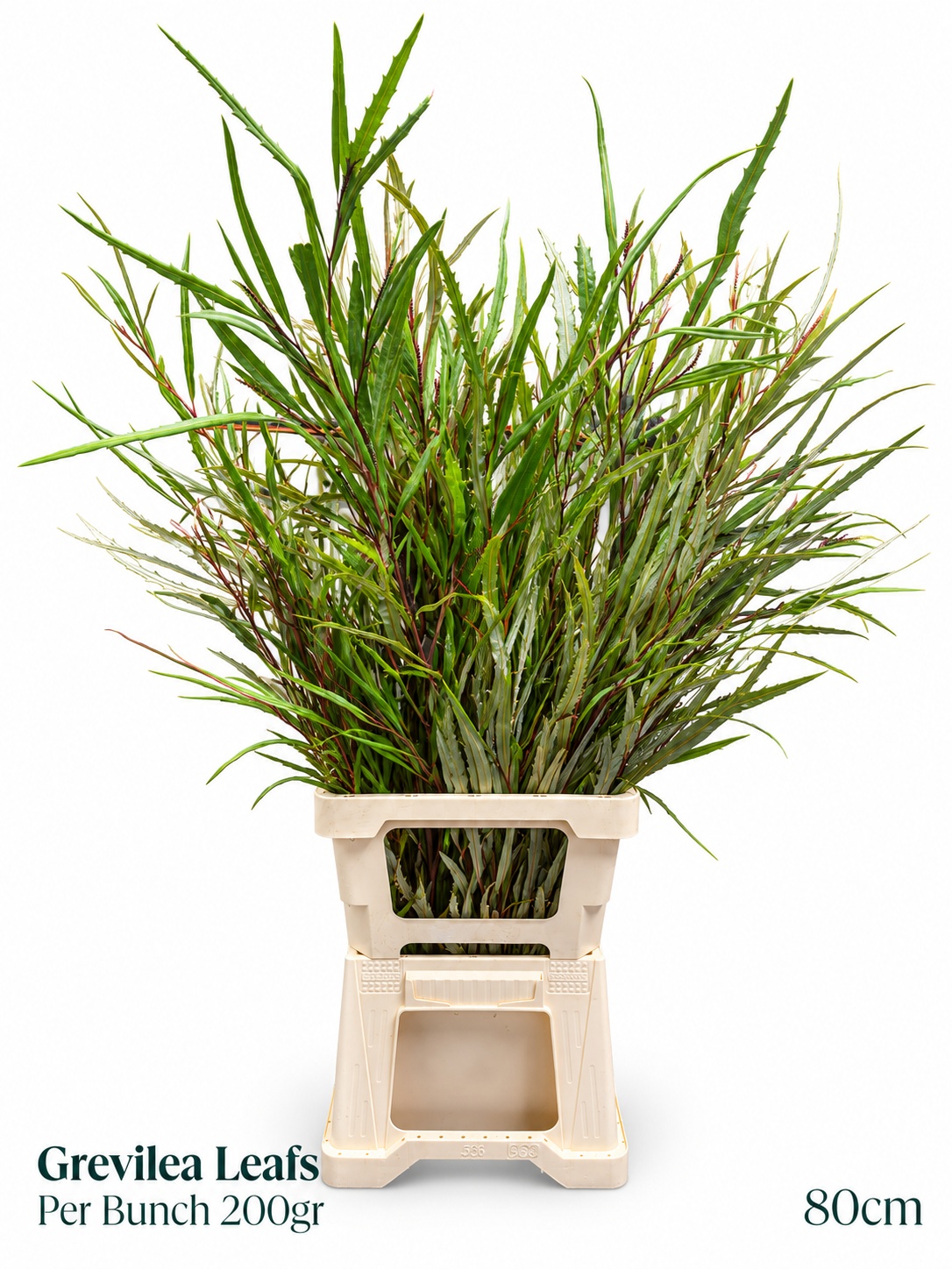 Grevi Aspleniifolia 80L.cm