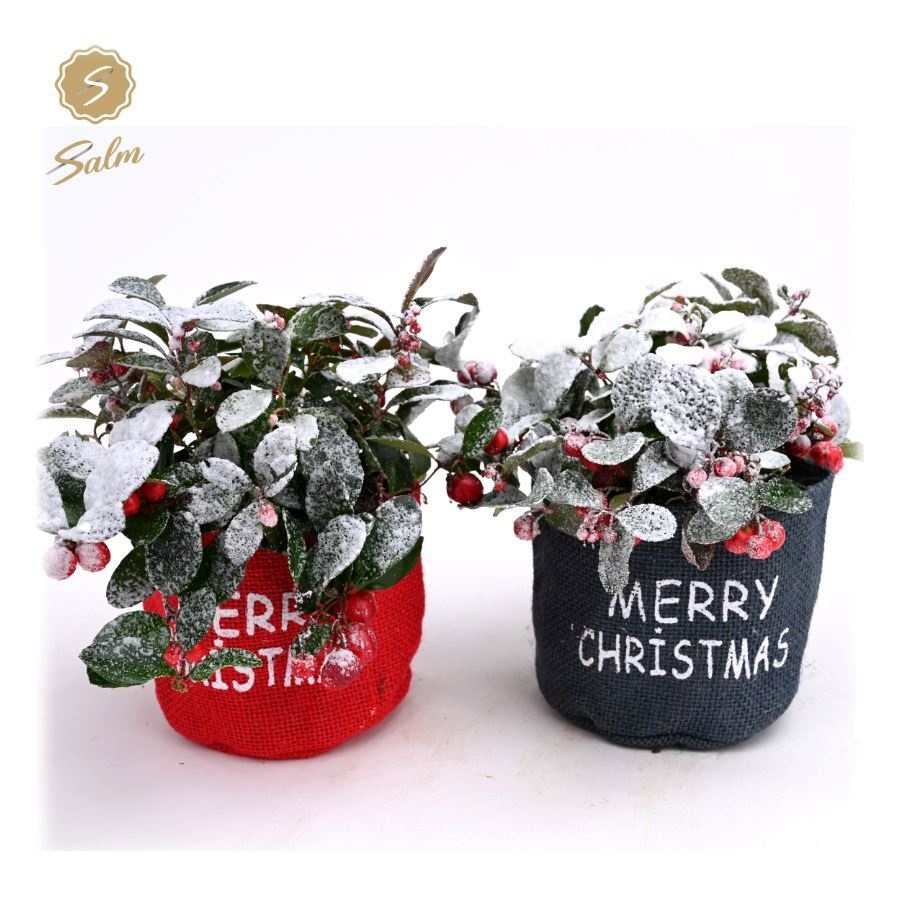 Gaultheria pr. 'Big Berry'® in Bag X-mas Duo + Snow