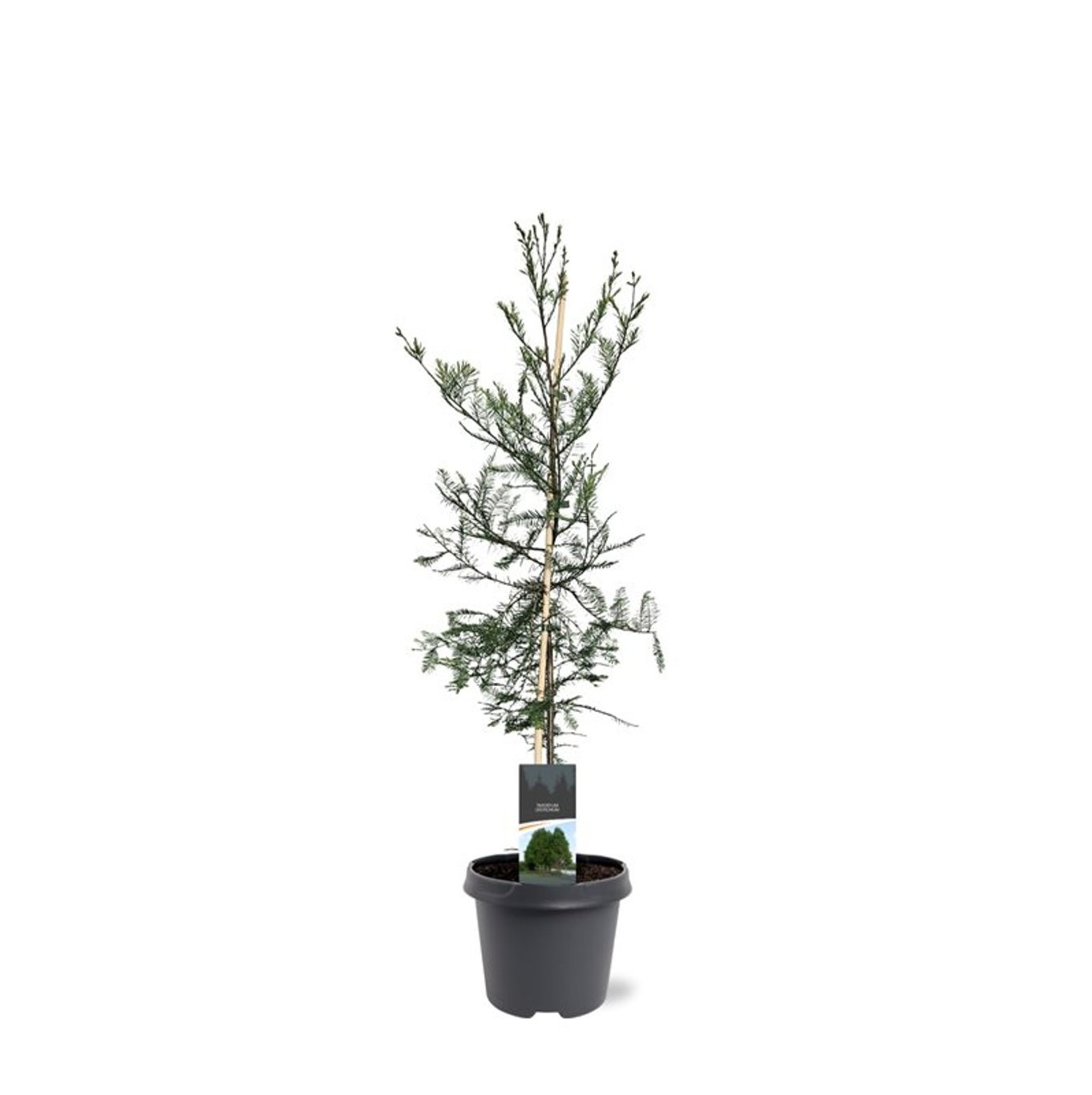 Taxodium distichum