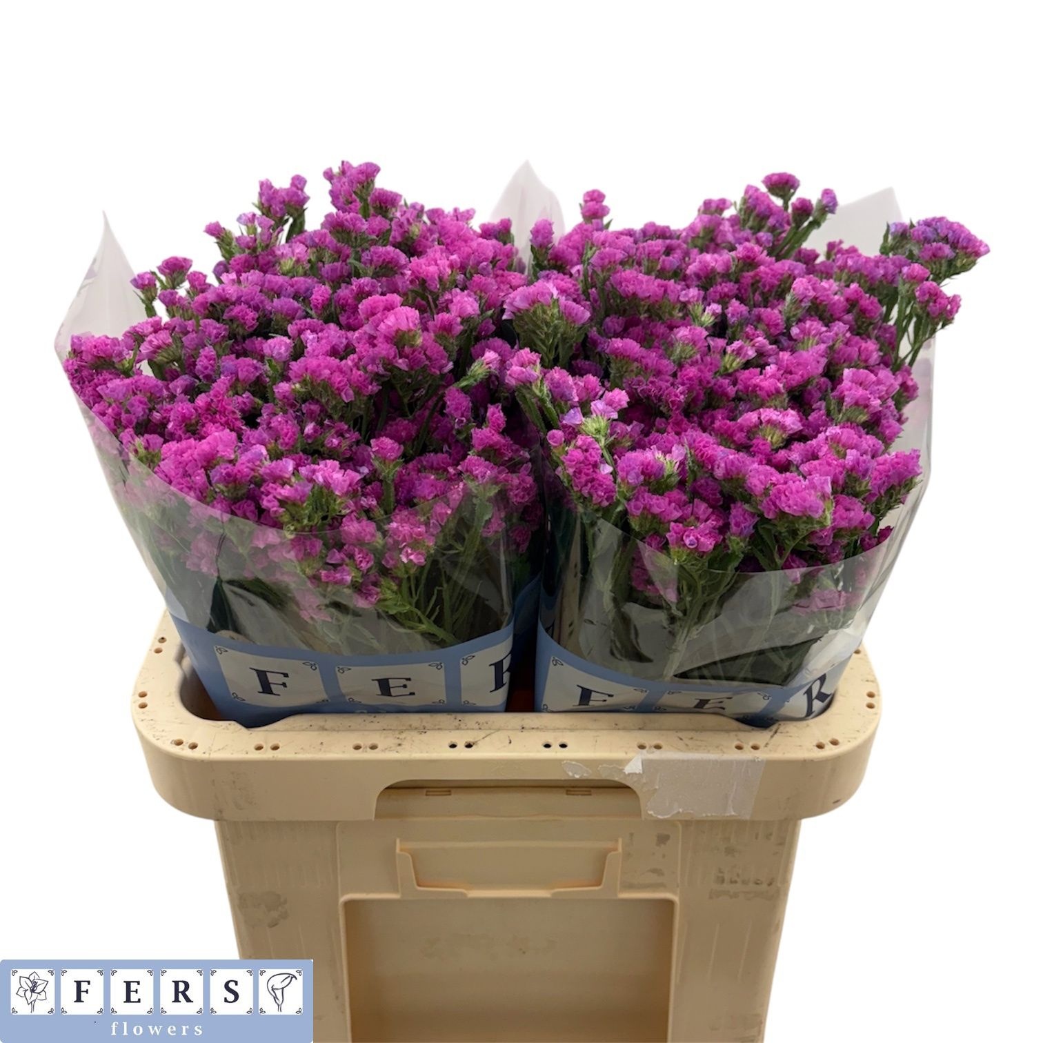 Limonium St Raspberry Wings 60cm 44gram