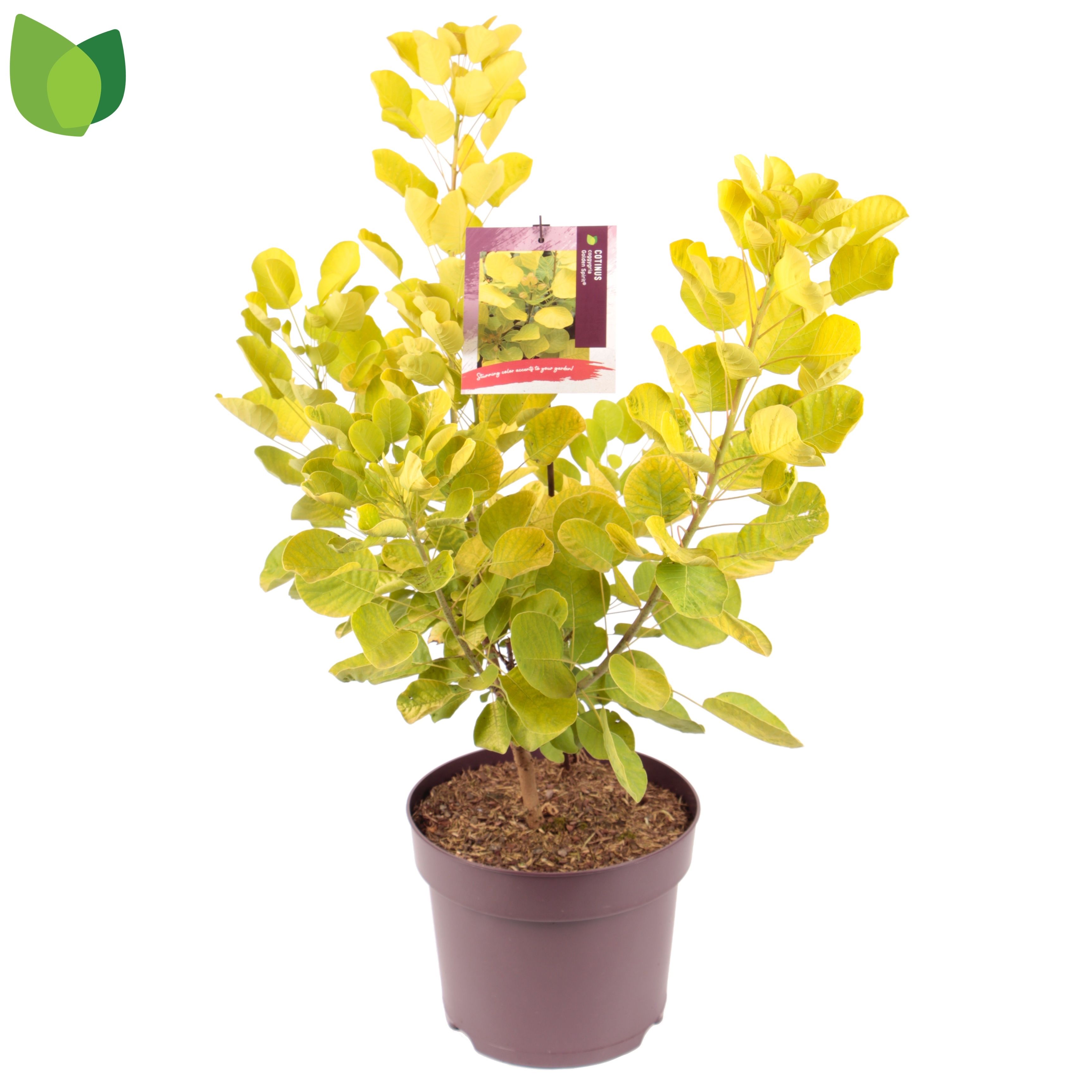 Coti Co Golden Spiri