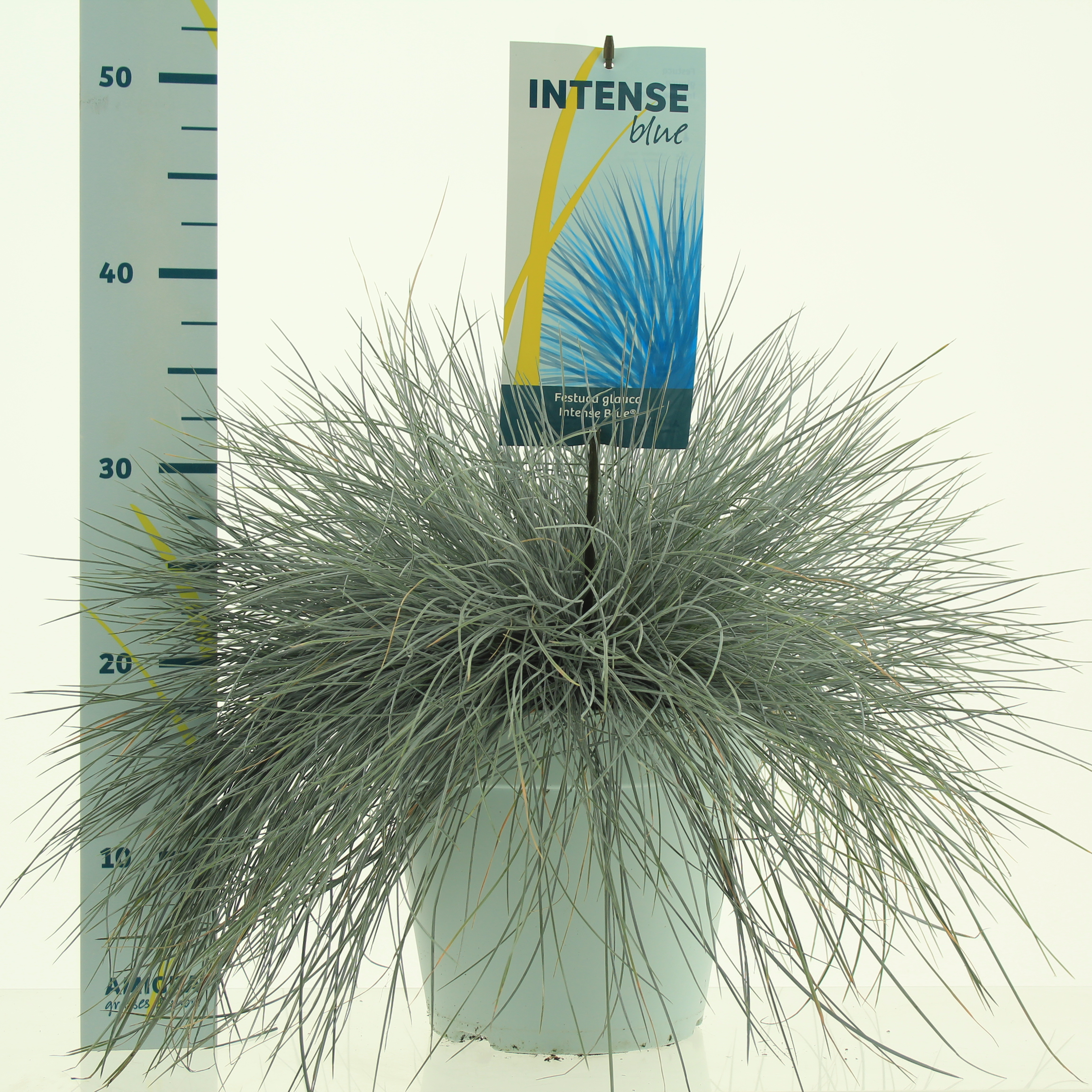 Picture of Festuca glauca Intense Blue® P23 (5 Ltr)