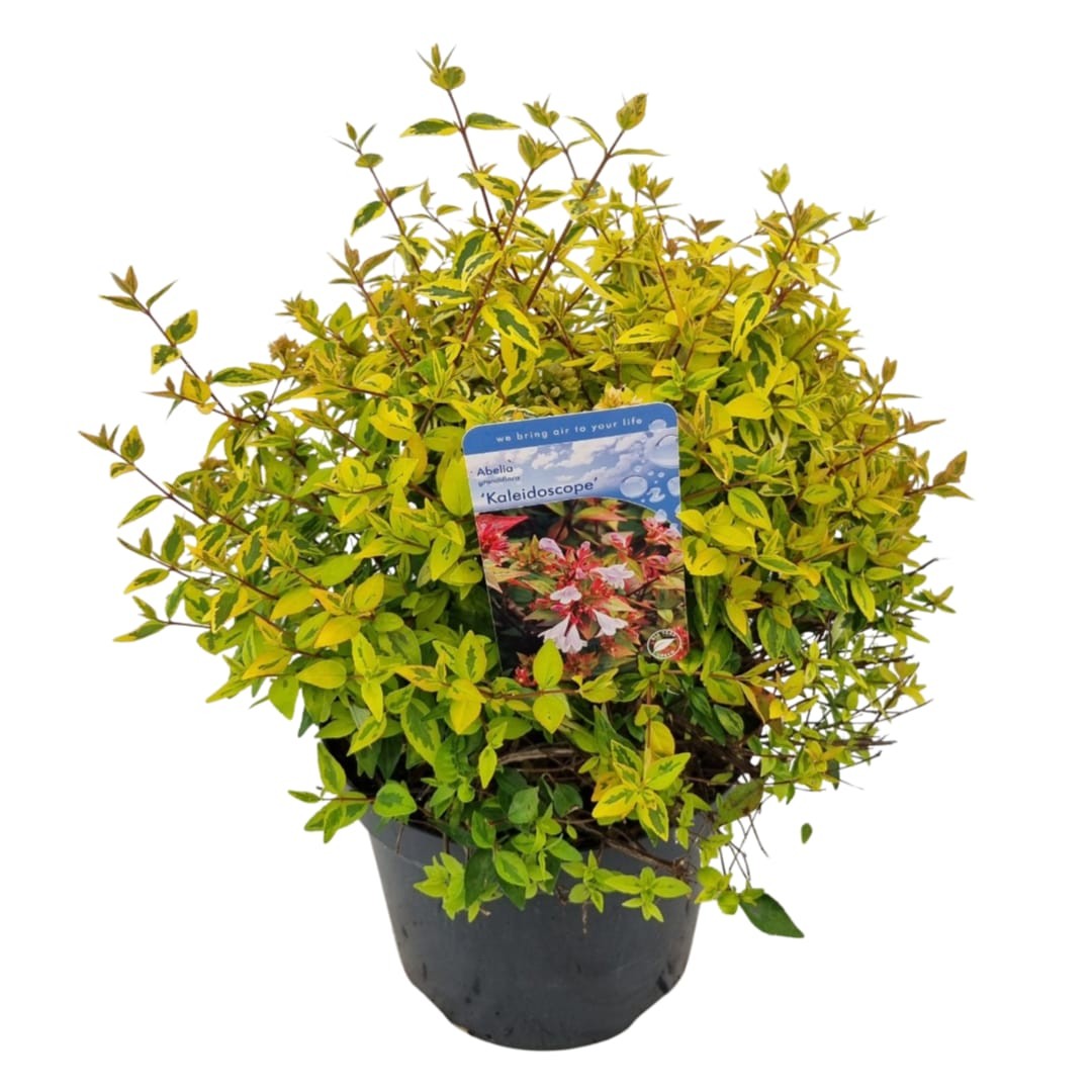 Abelia grandiflora 'Kaleidoscope'