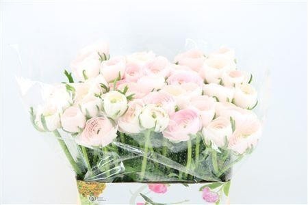Ranunculus Success Hanoi 45cm