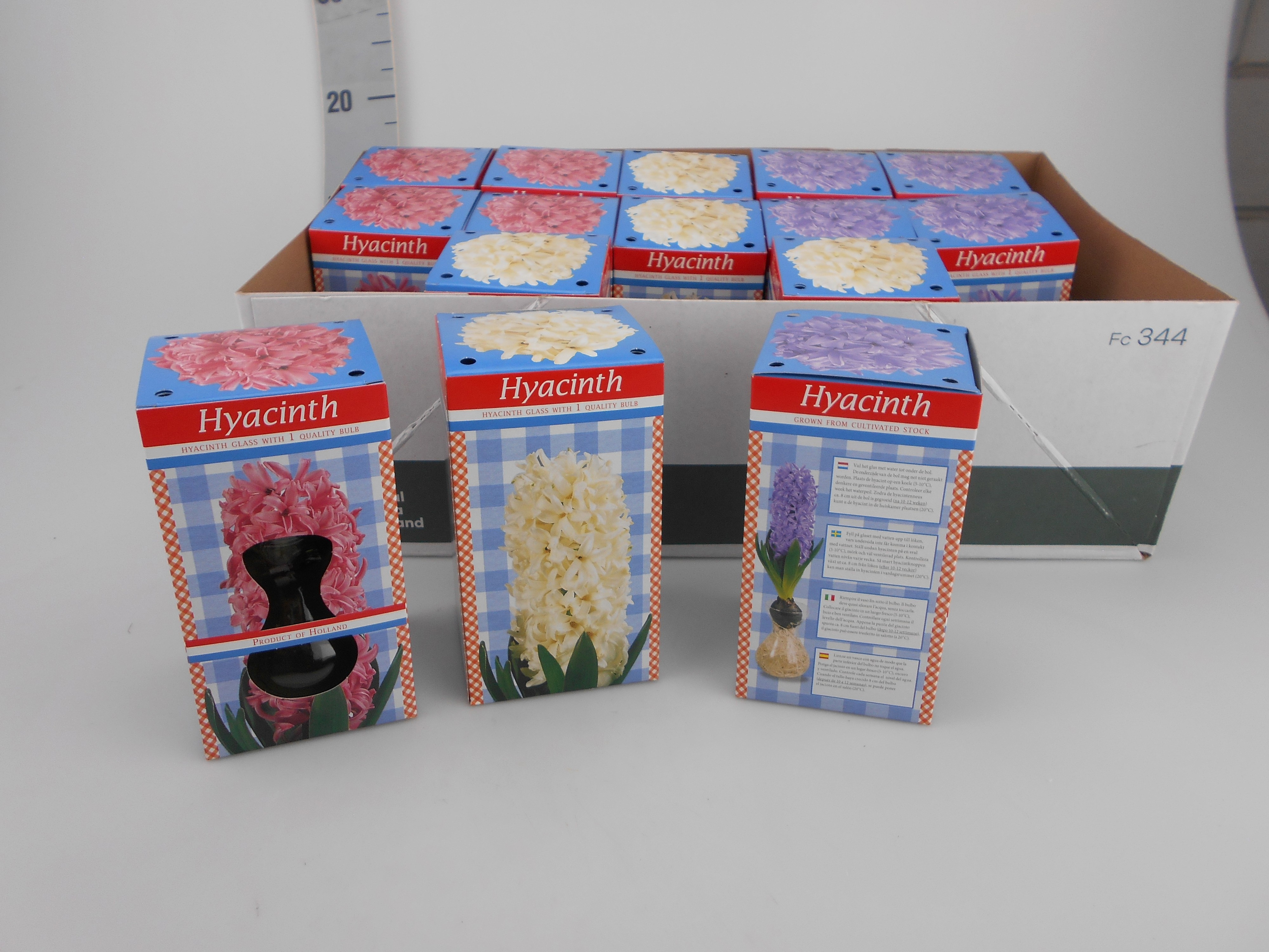 Hyacinthus Gl G 2 Kl
