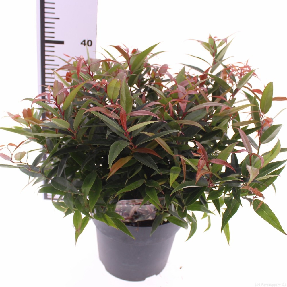 Picture of Leucothoe keiskei 'Burning Love' PBR