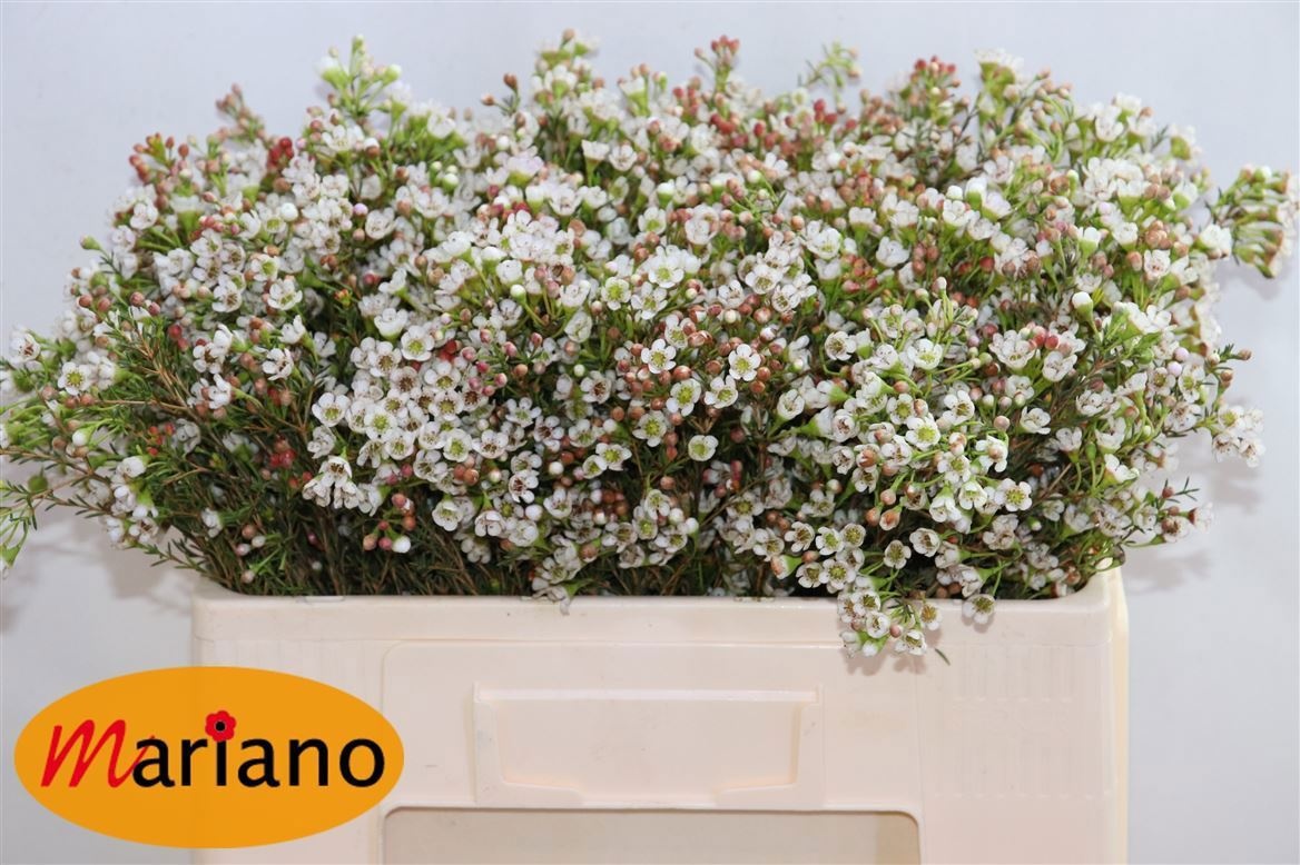 Chamelaucium Blondie 50cm 15gram