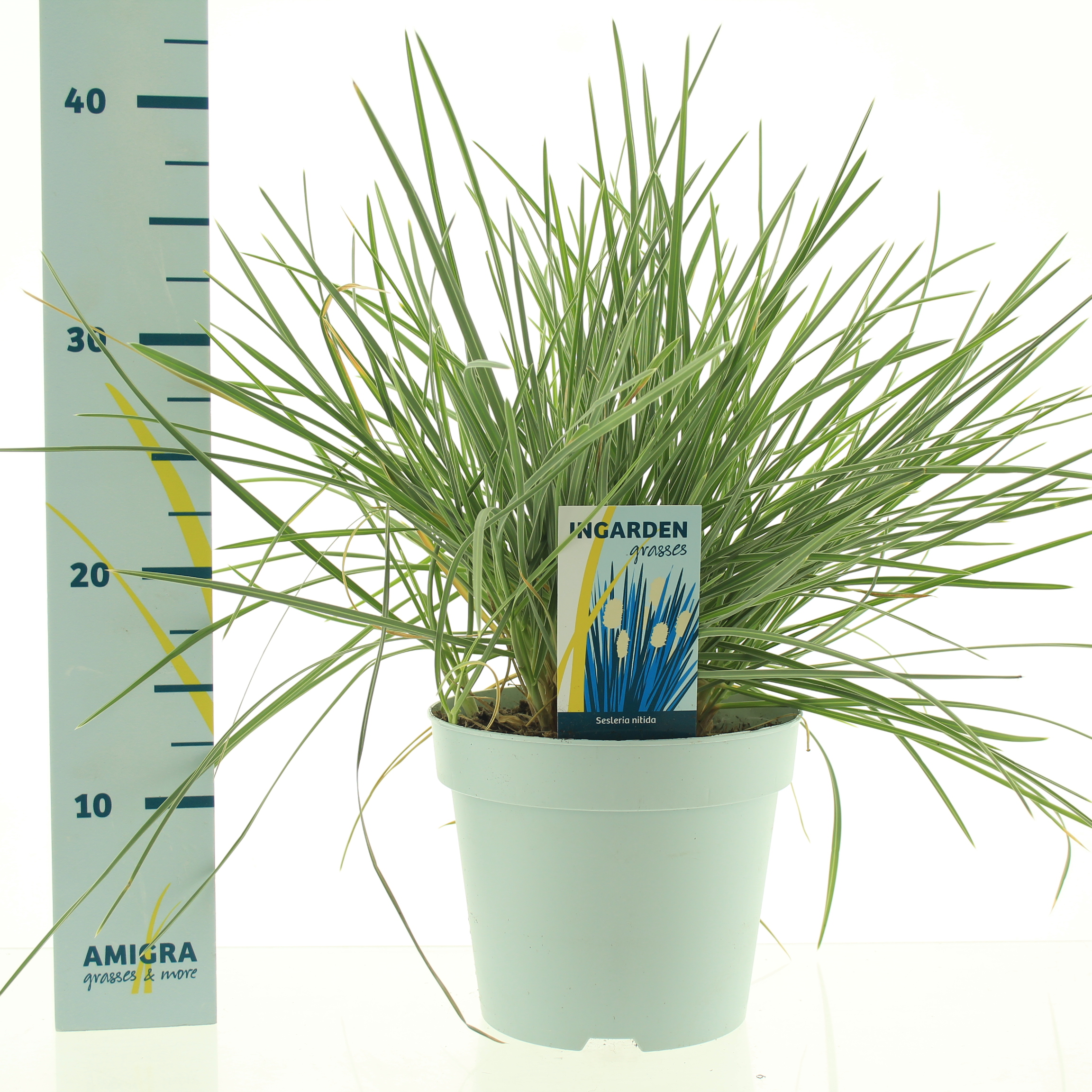 Picture of Sesleria nitida P17 (2 Ltr)