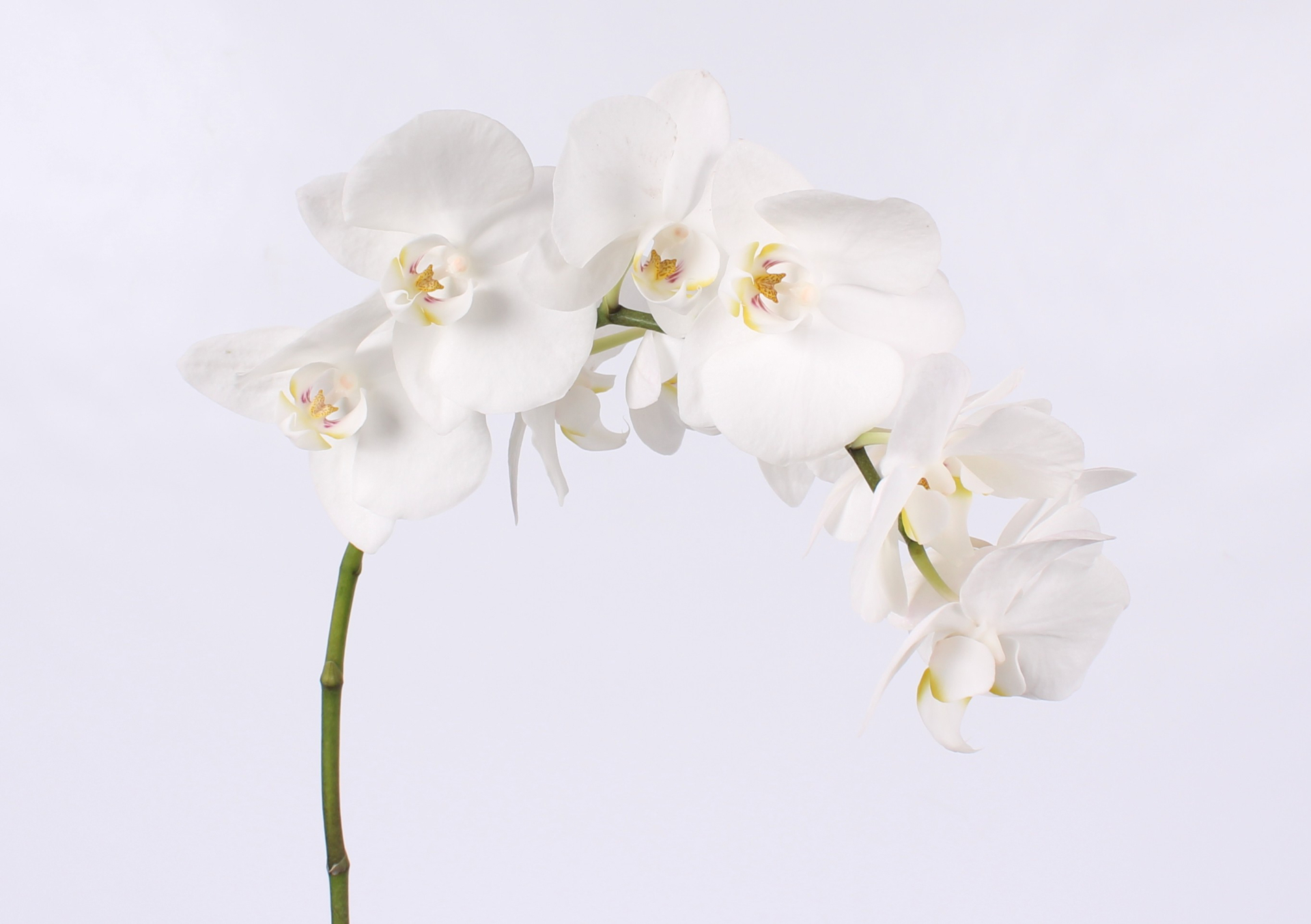 Phal Paisley Bloem 25 Bloemen