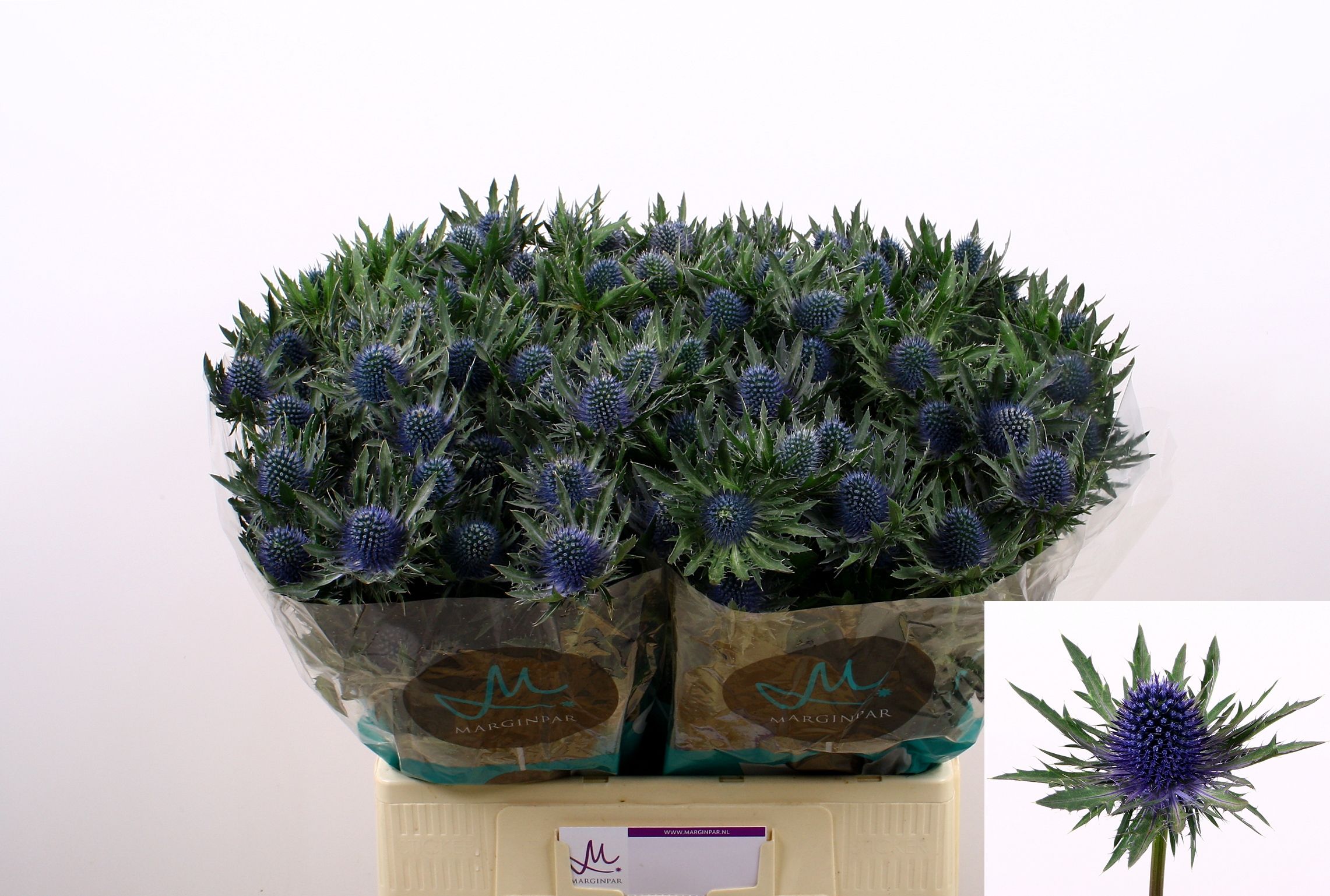 Eryngium Aquar Questar 60cm