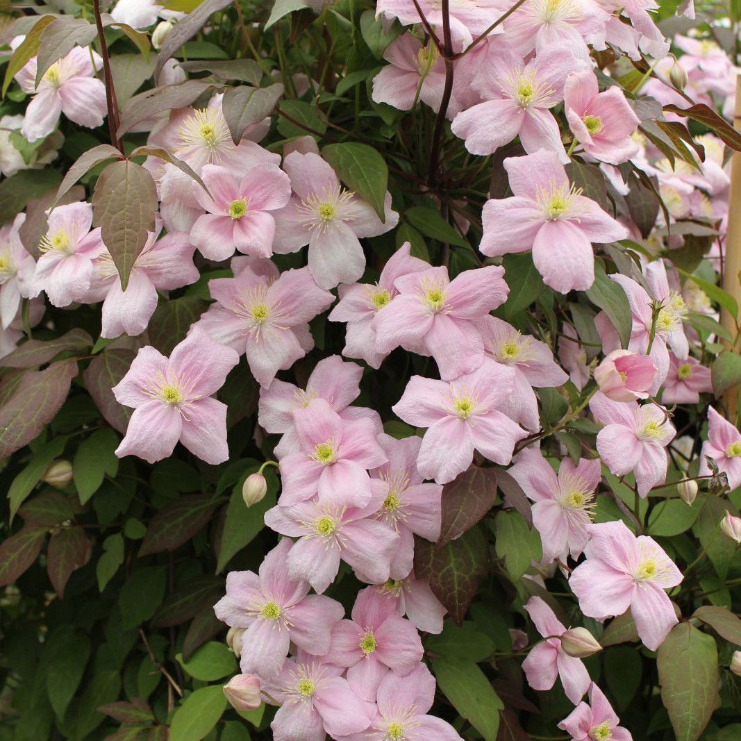 Clematis montana rubens