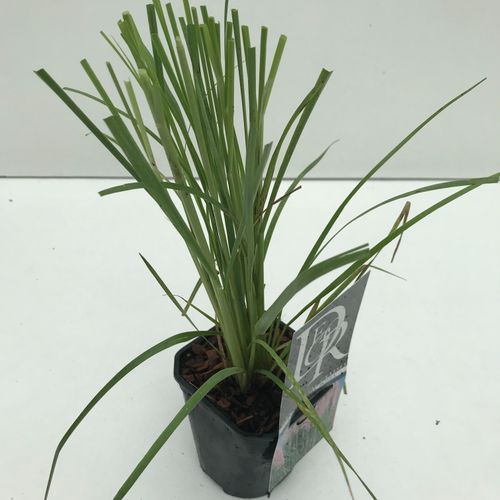 Cortaderia sell. 'Rosea' p13 Cammeraat