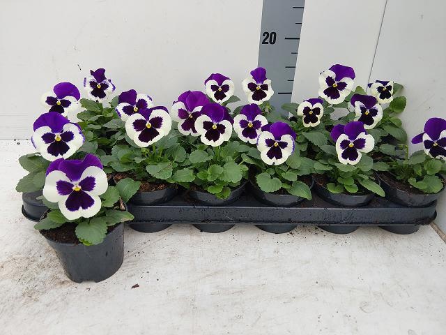 Vio Del Viol+white 9Ø 14cm