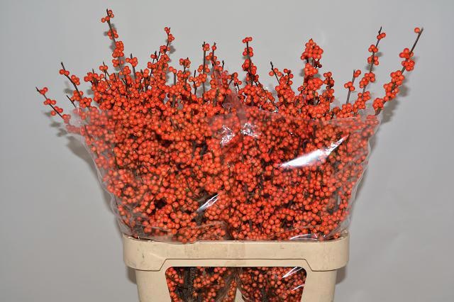 Ilex La Range 80cm
