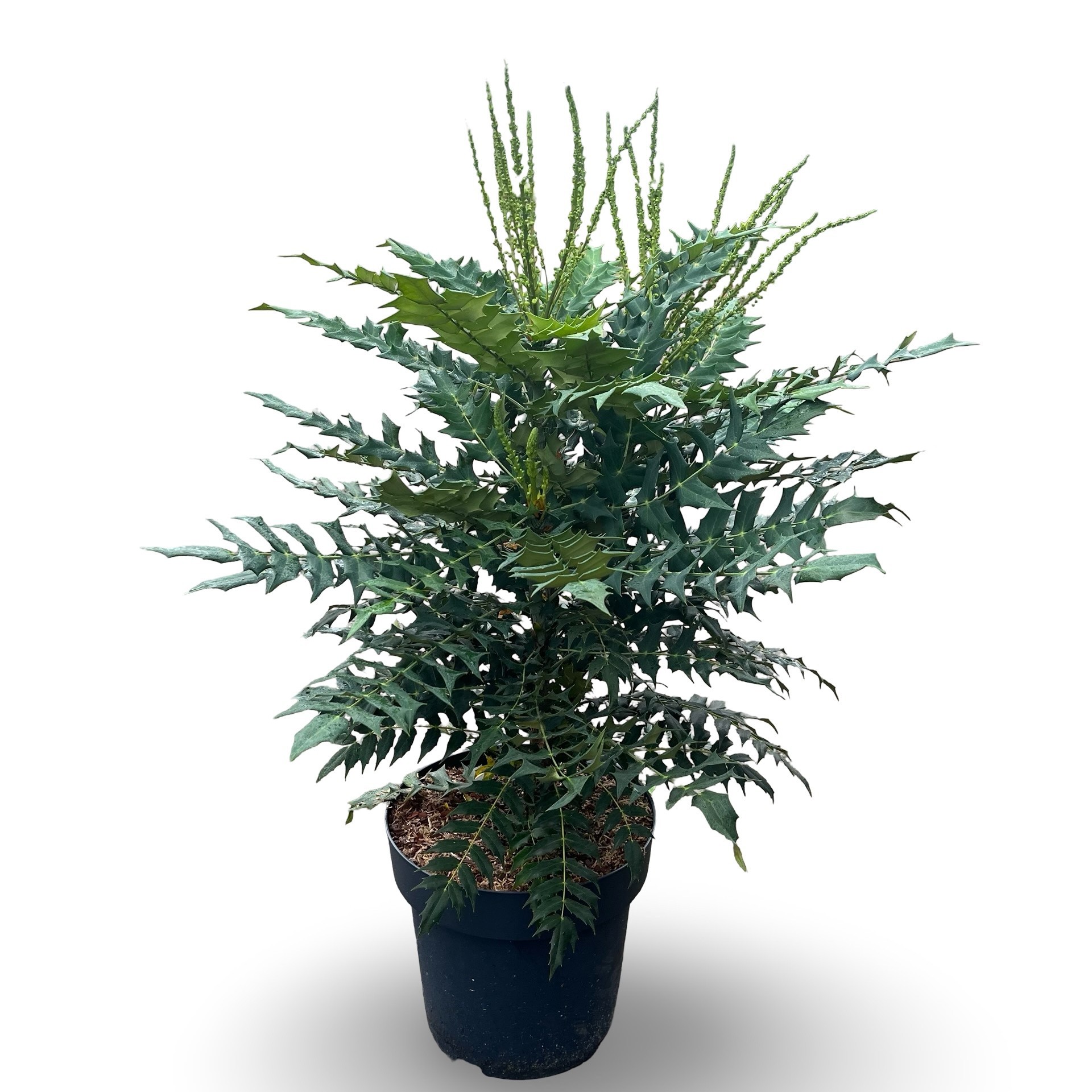 Mahonia media 'Winter Sun'