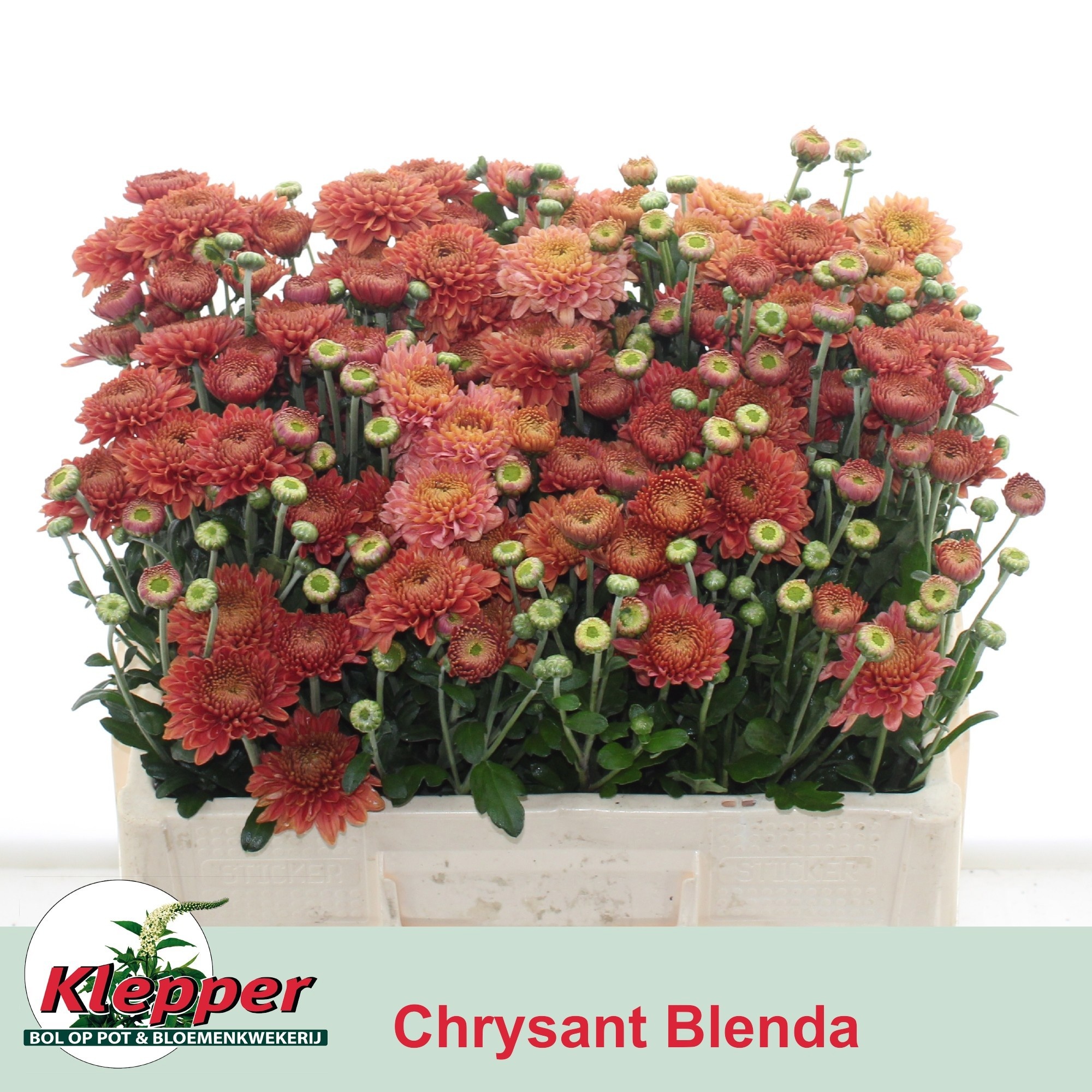 Chrys Spray Blenda Salmon 45gram