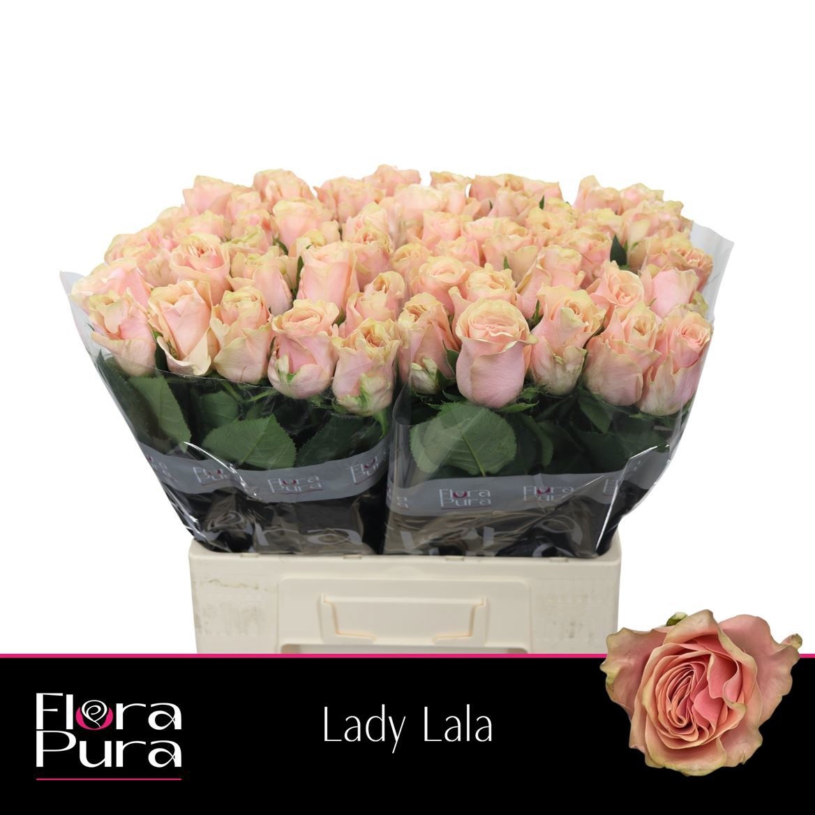 R Gr Lady Lala