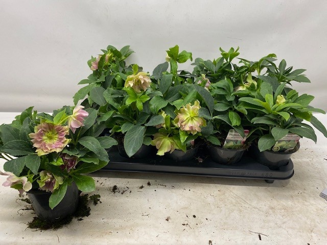Helleborus Orien 12Ø 26cm