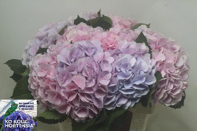 Hydrangea Verena Blue 60cm 21Ø