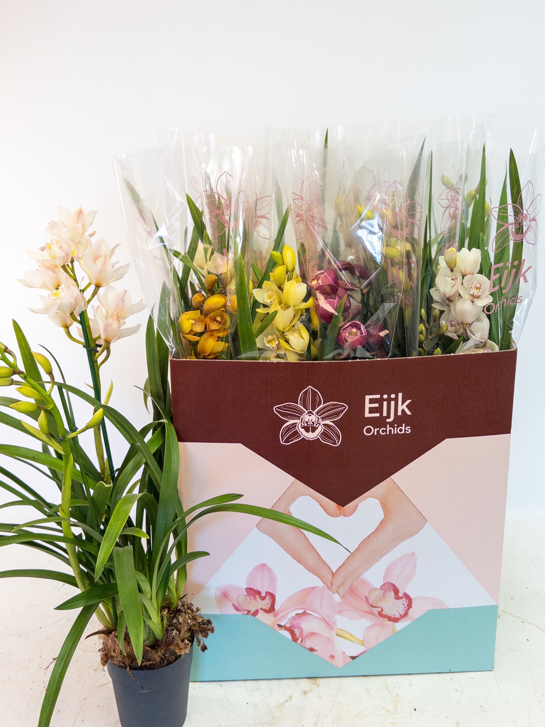 Cymbidium Asst Sp Orchids