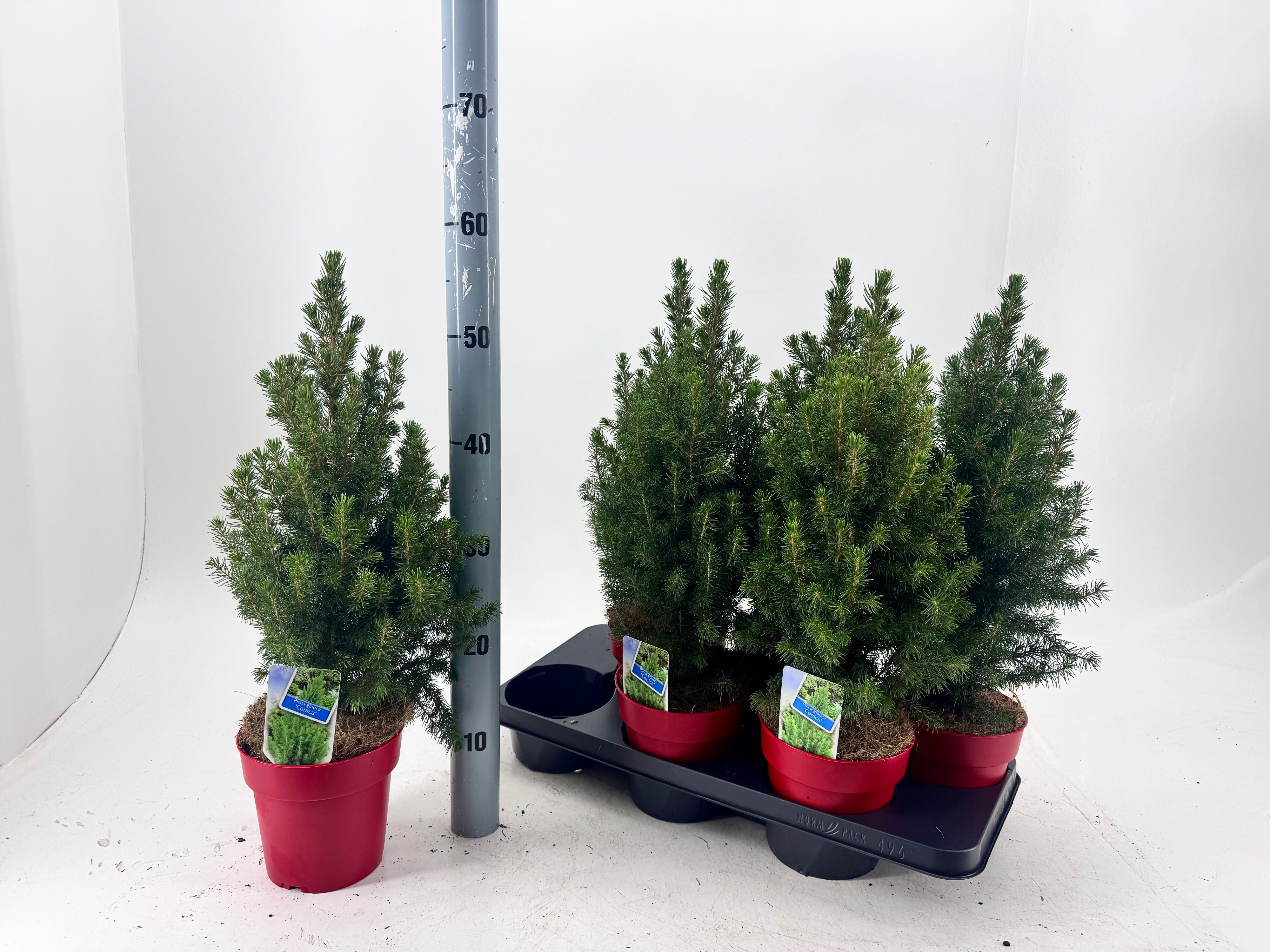 Picea Gl December 15Ø 55cm