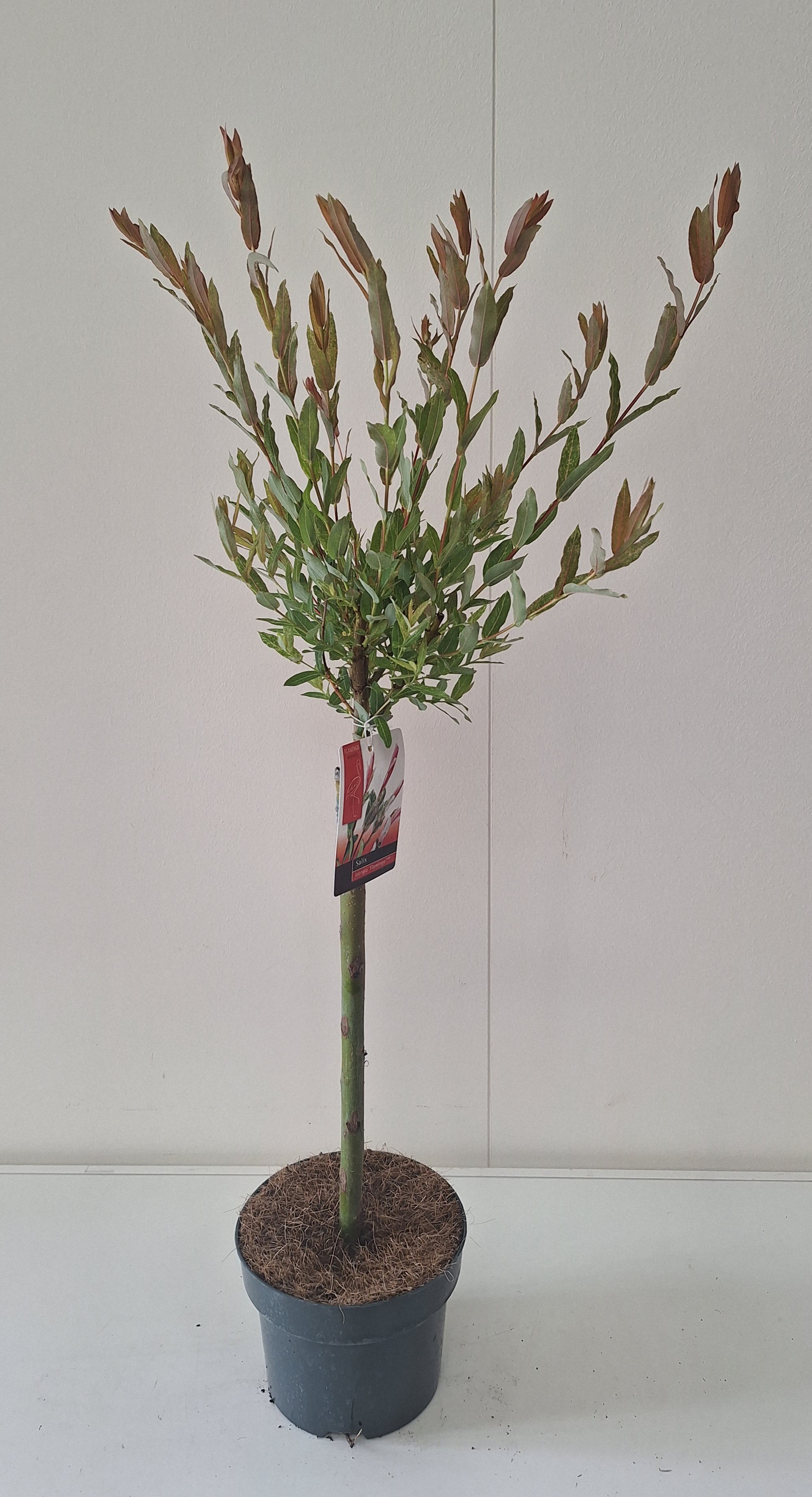 Picture of Salix Flamingo stam 40