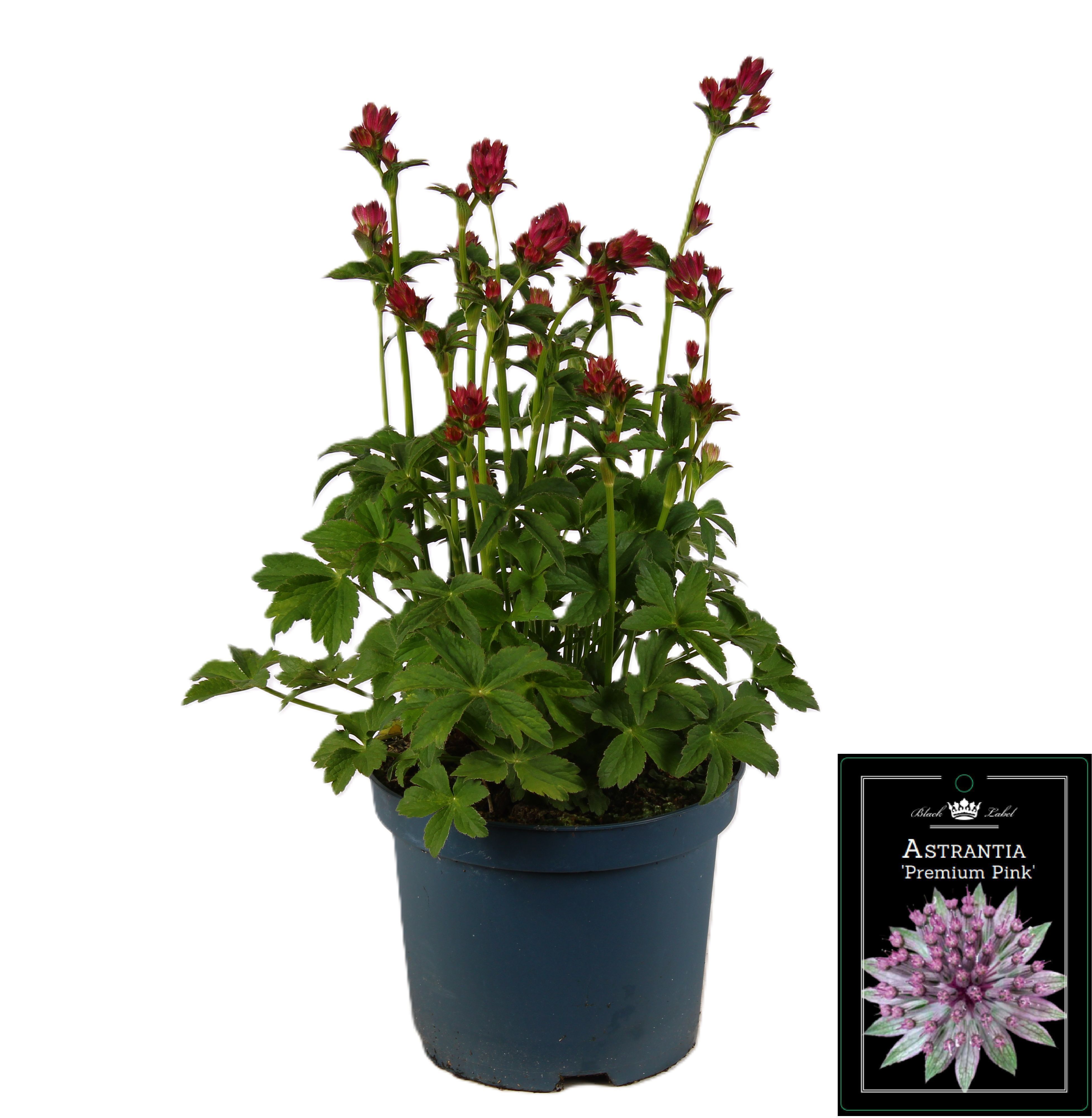 Picture of Astrantia premium Pink