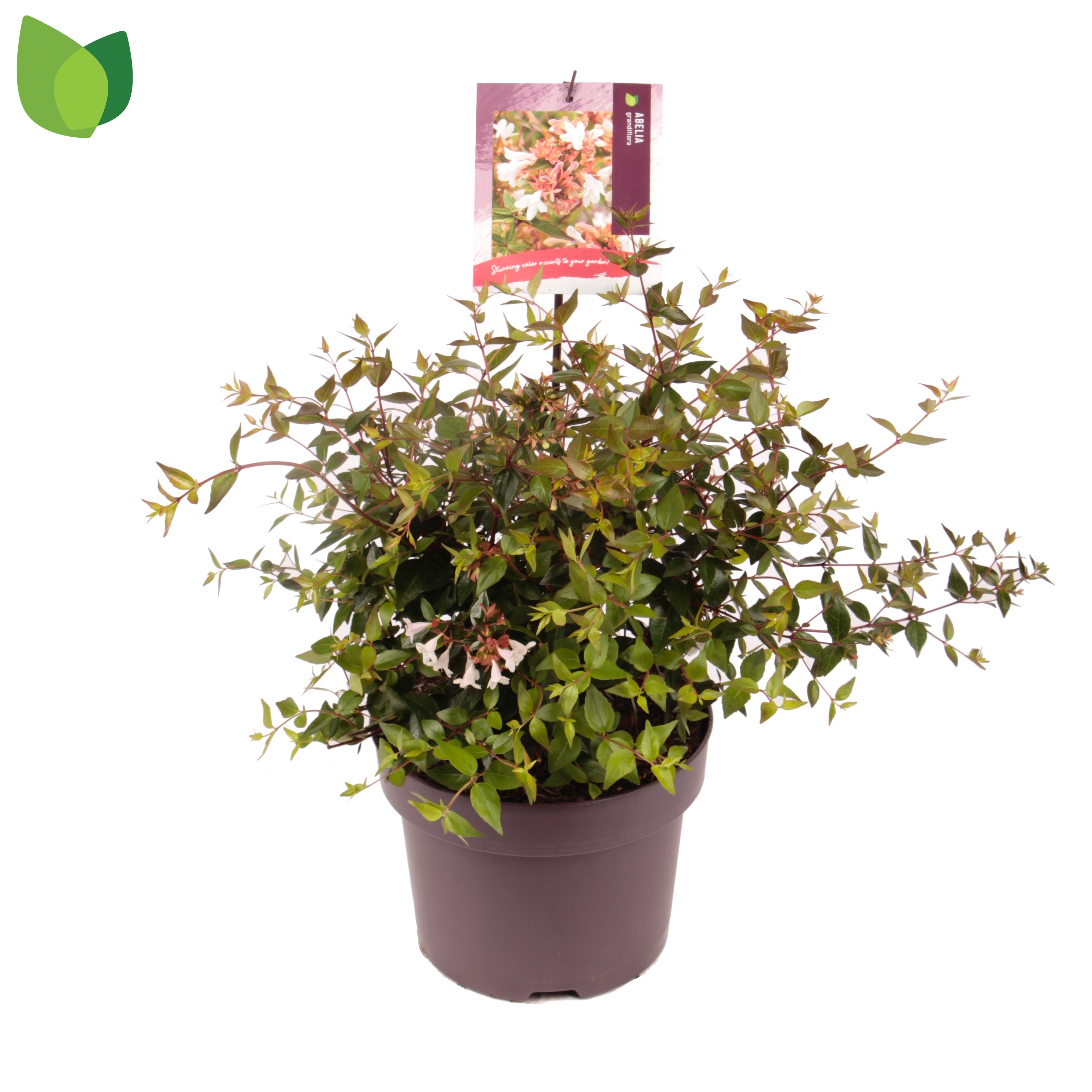 Picture of Abelia grandiflora P23 (5 Ltr)