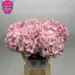 Hydrangea Verena Pink 60cm 16Ø