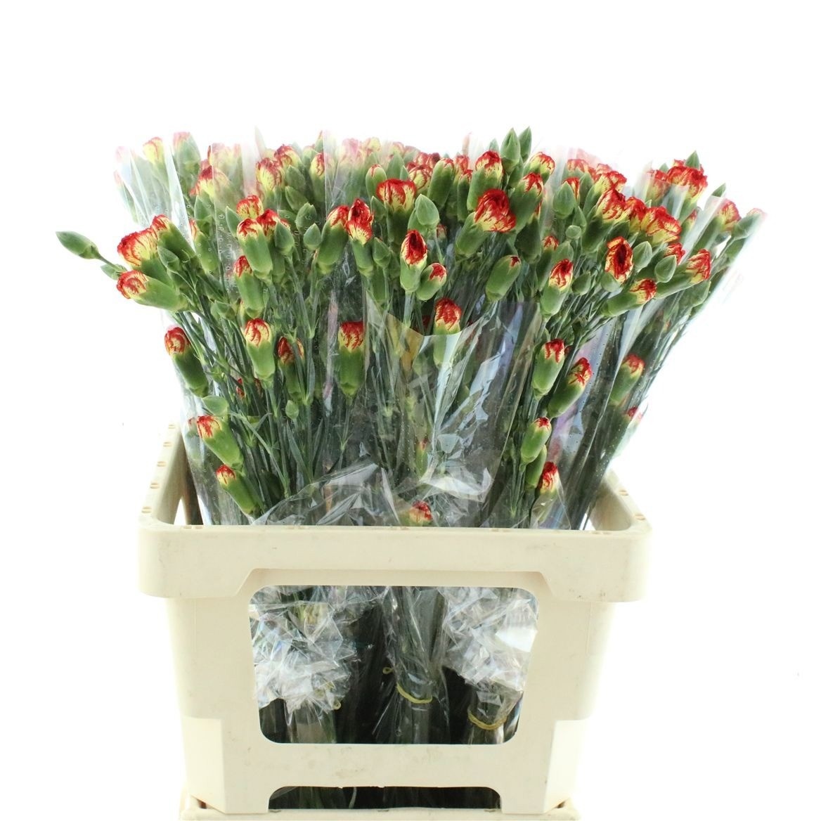 Dianthus Spr Ylw Eveline 60cm
