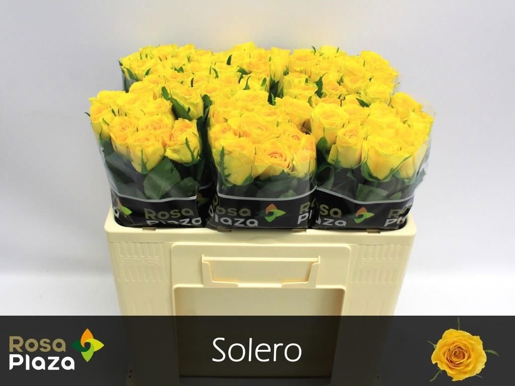 R Gr Solero