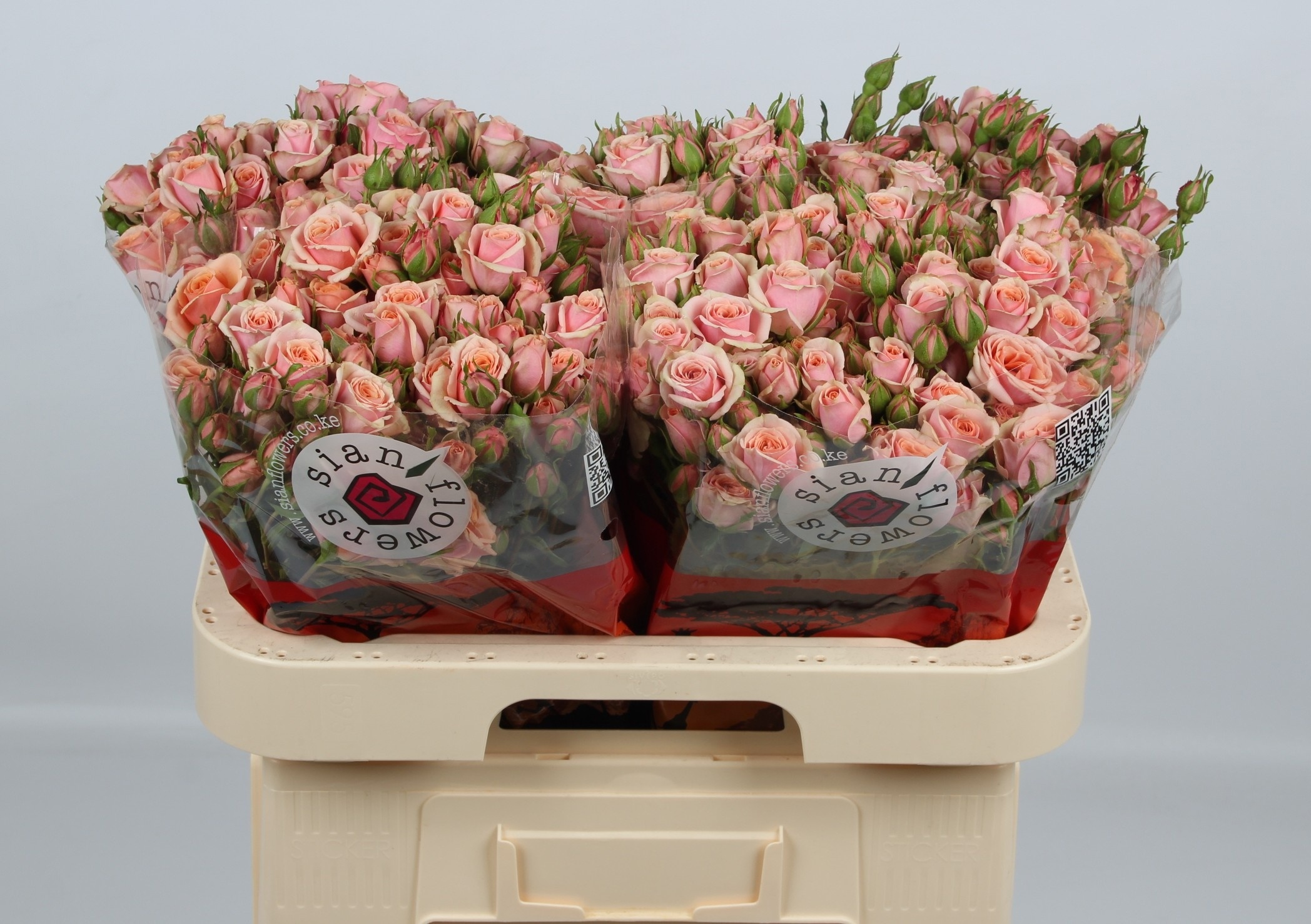 R Tr Classic Rosever