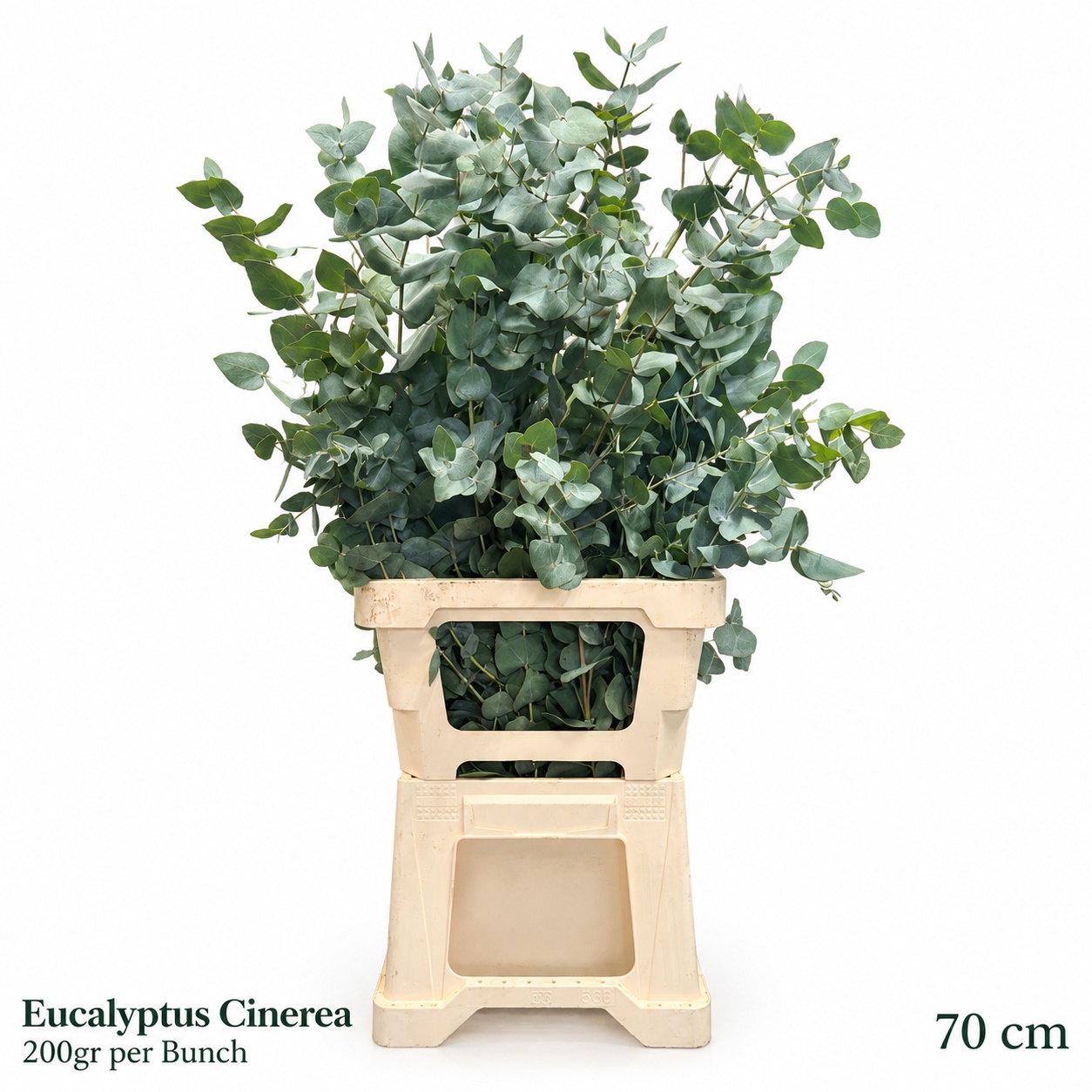 Euca Cinerea 80L.cm 200gram